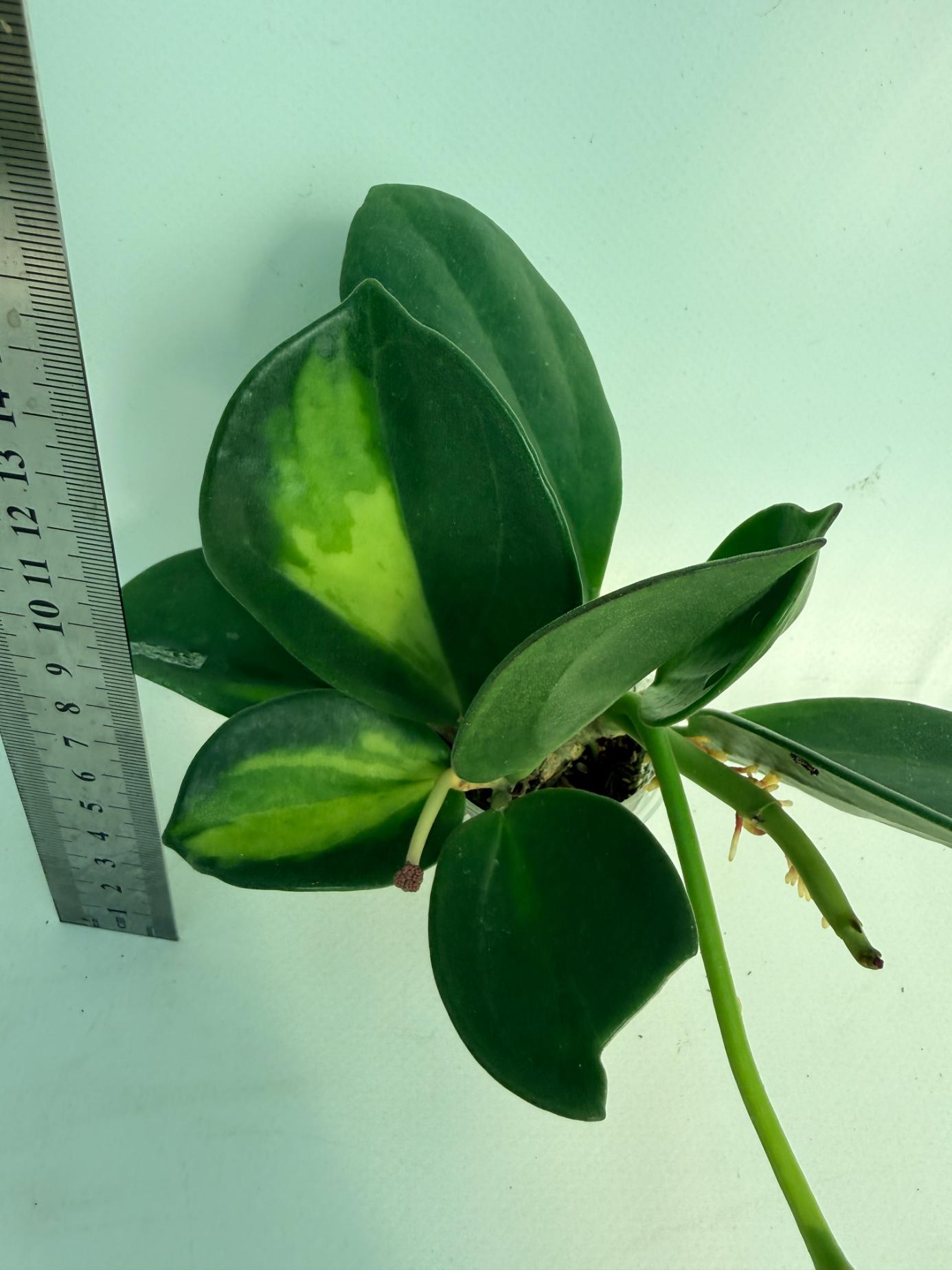 Hoya Pachyclada inner variegation WITH FLOWERS 8