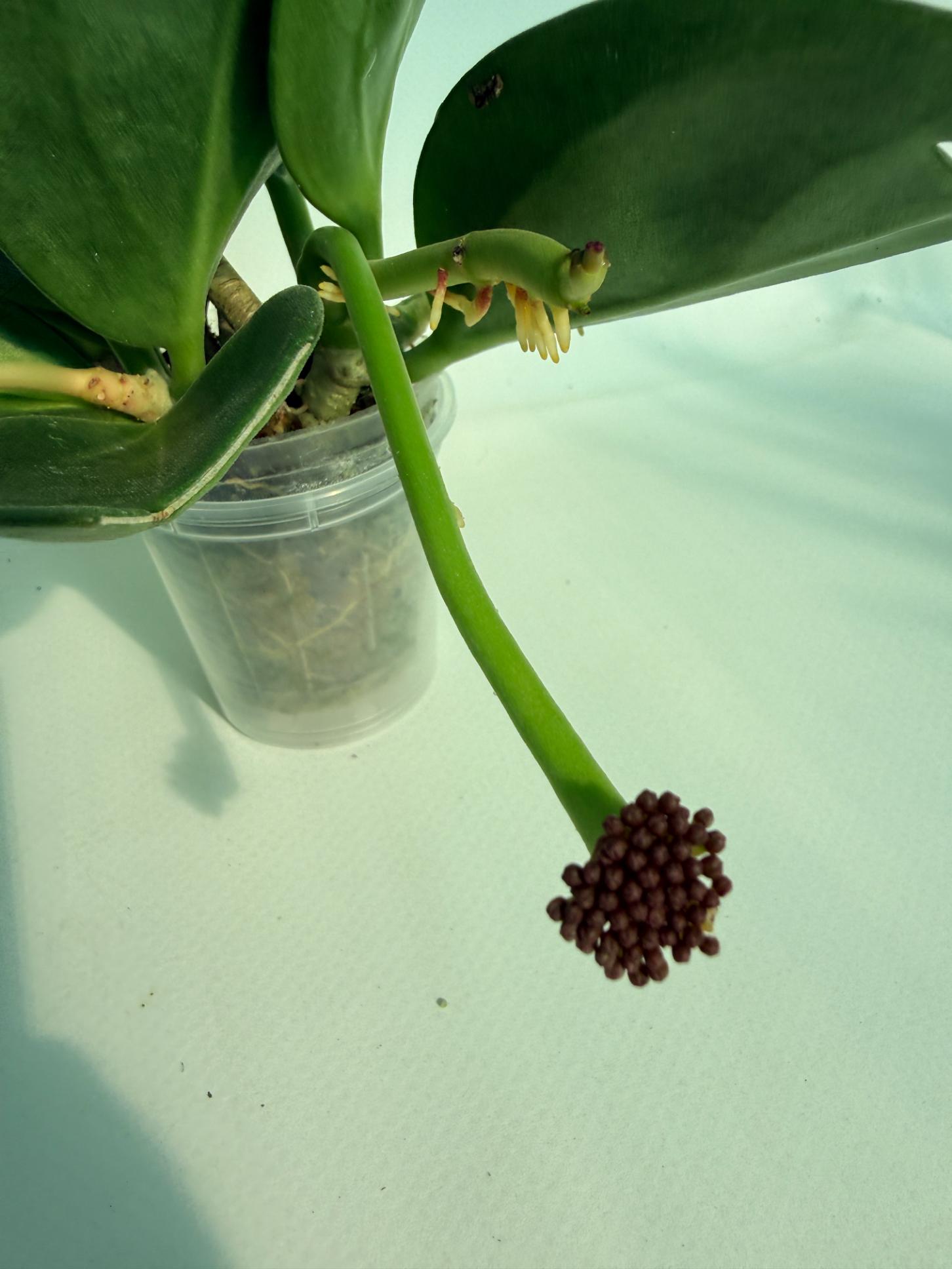 Hoya Pachyclada inner variegation WITH FLOWERS 4