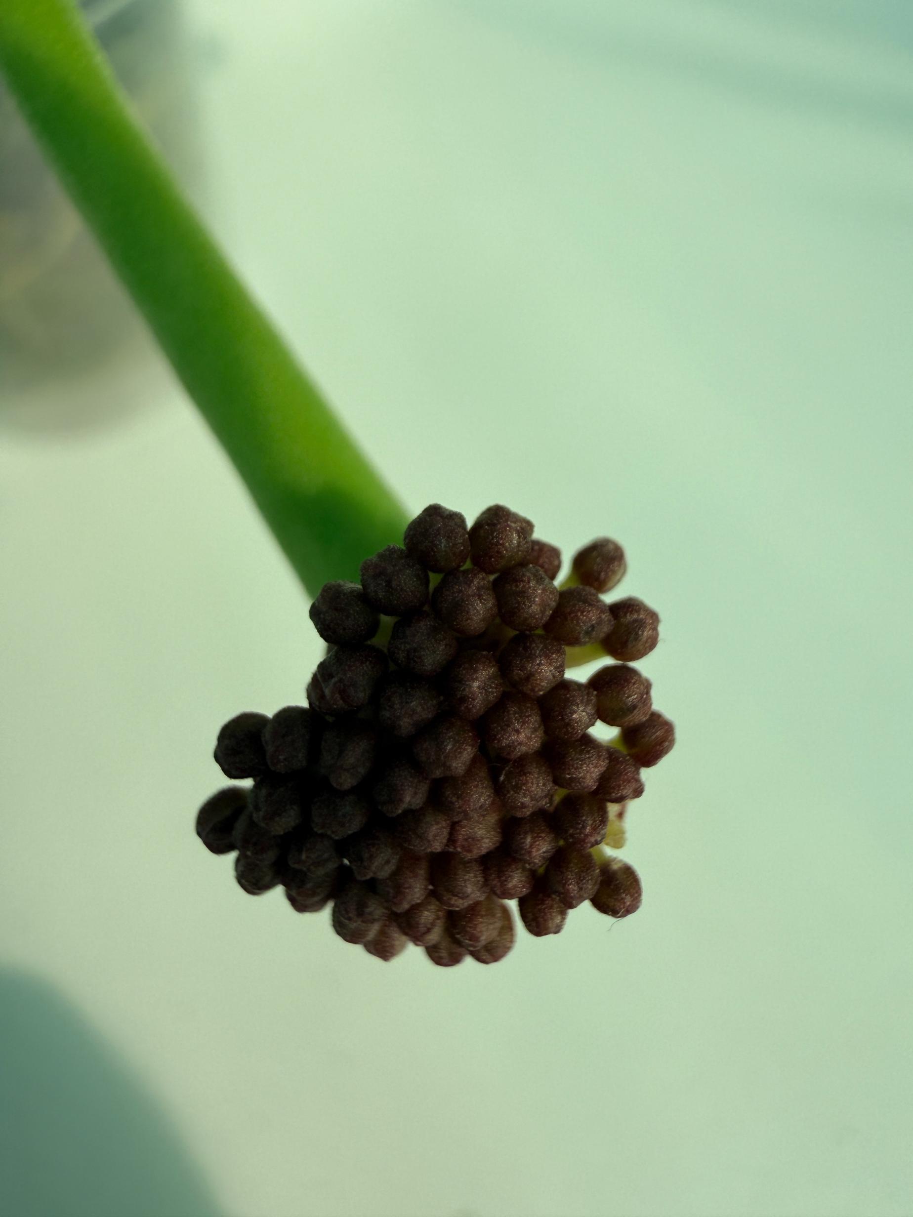 Hoya Pachyclada inner variegation WITH FLOWERS 1
