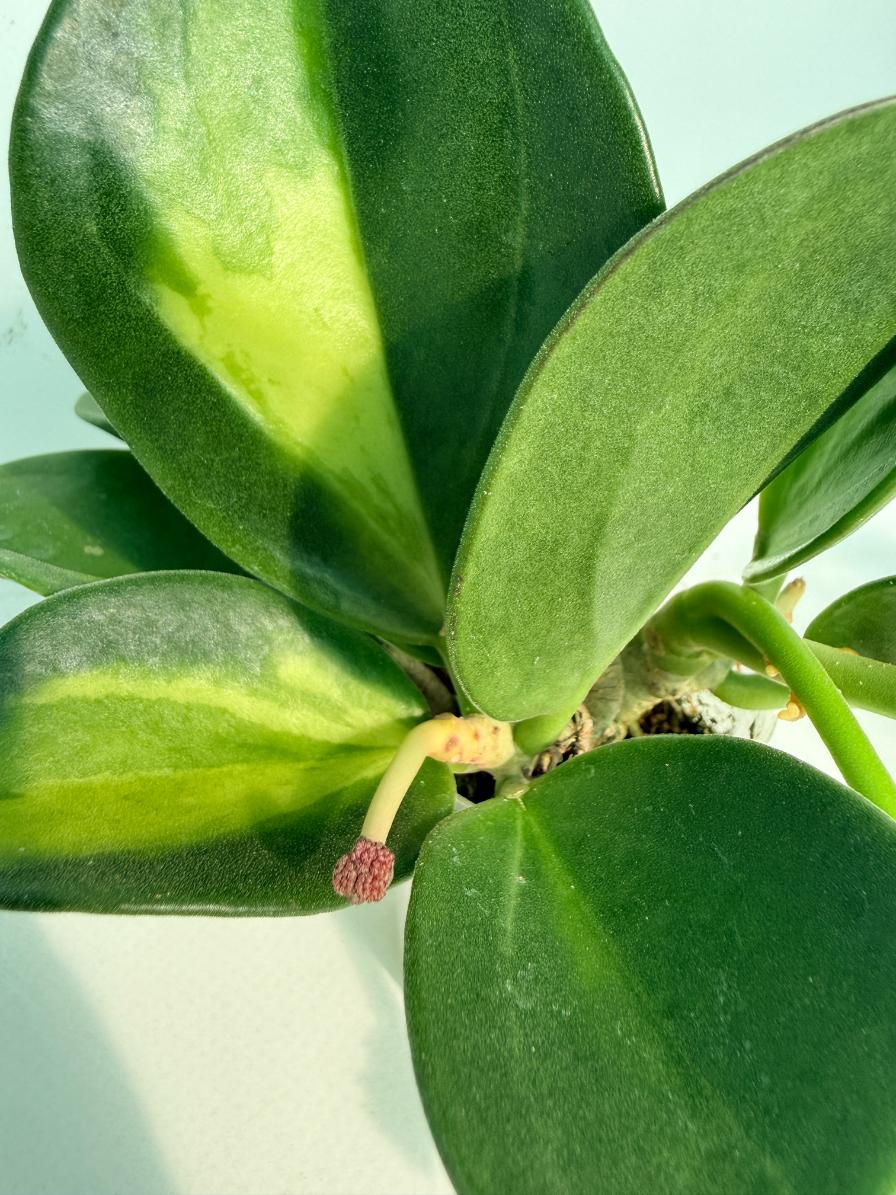 Hoya Pachyclada inner variegation WITH FLOWERS 3