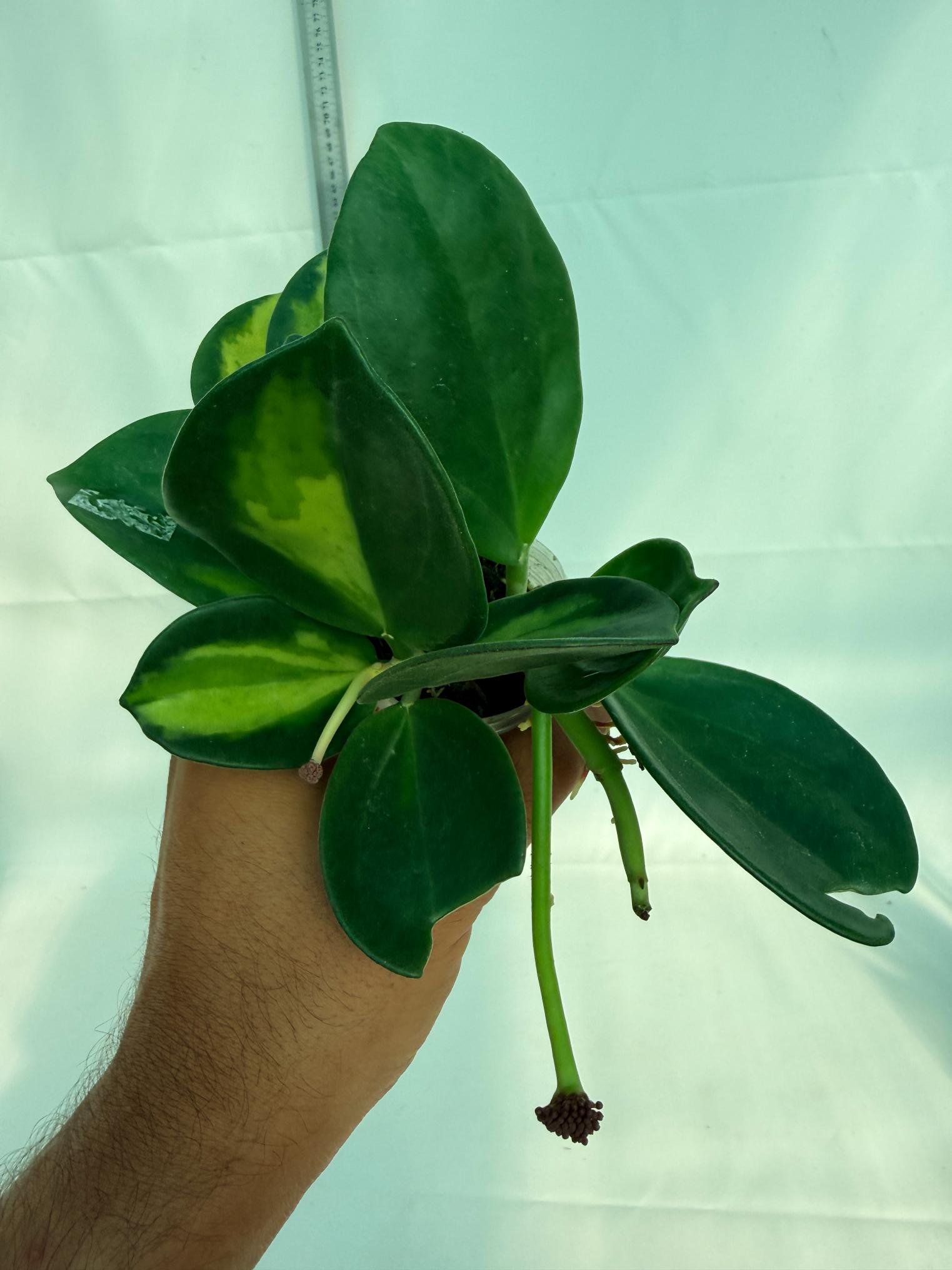 Hoya Pachyclada inner variegation WITH FLOWERS 5