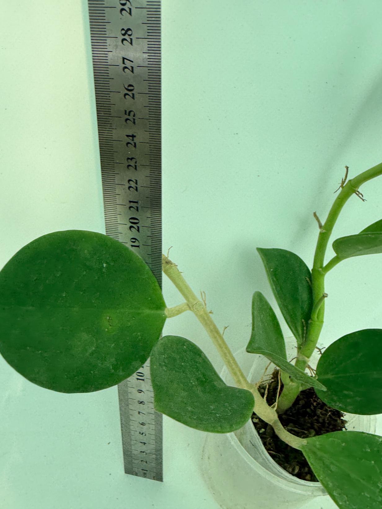 Hoya Pachyclada inner variegation 5
