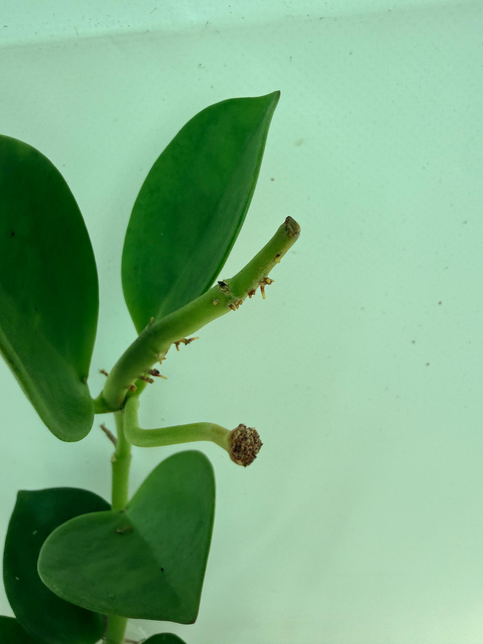 Hoya Pachyclada inner variegation 4