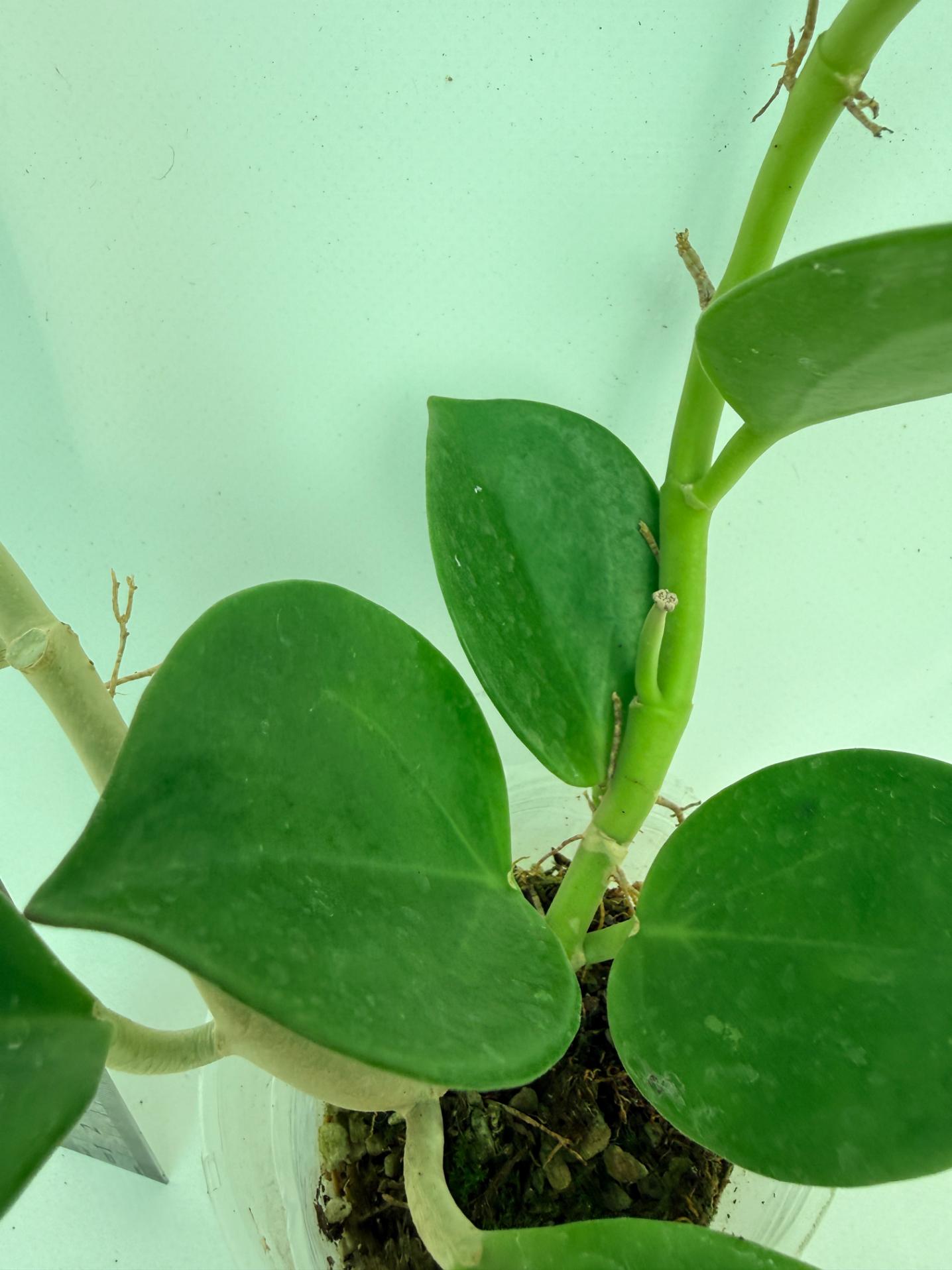 Hoya Pachyclada inner variegation 7