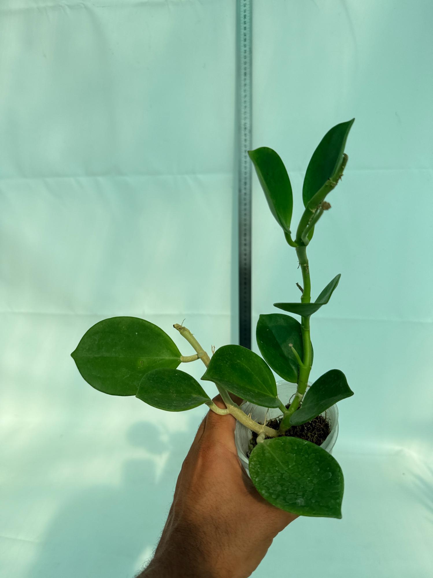 Hoya Pachyclada inner variegation 6