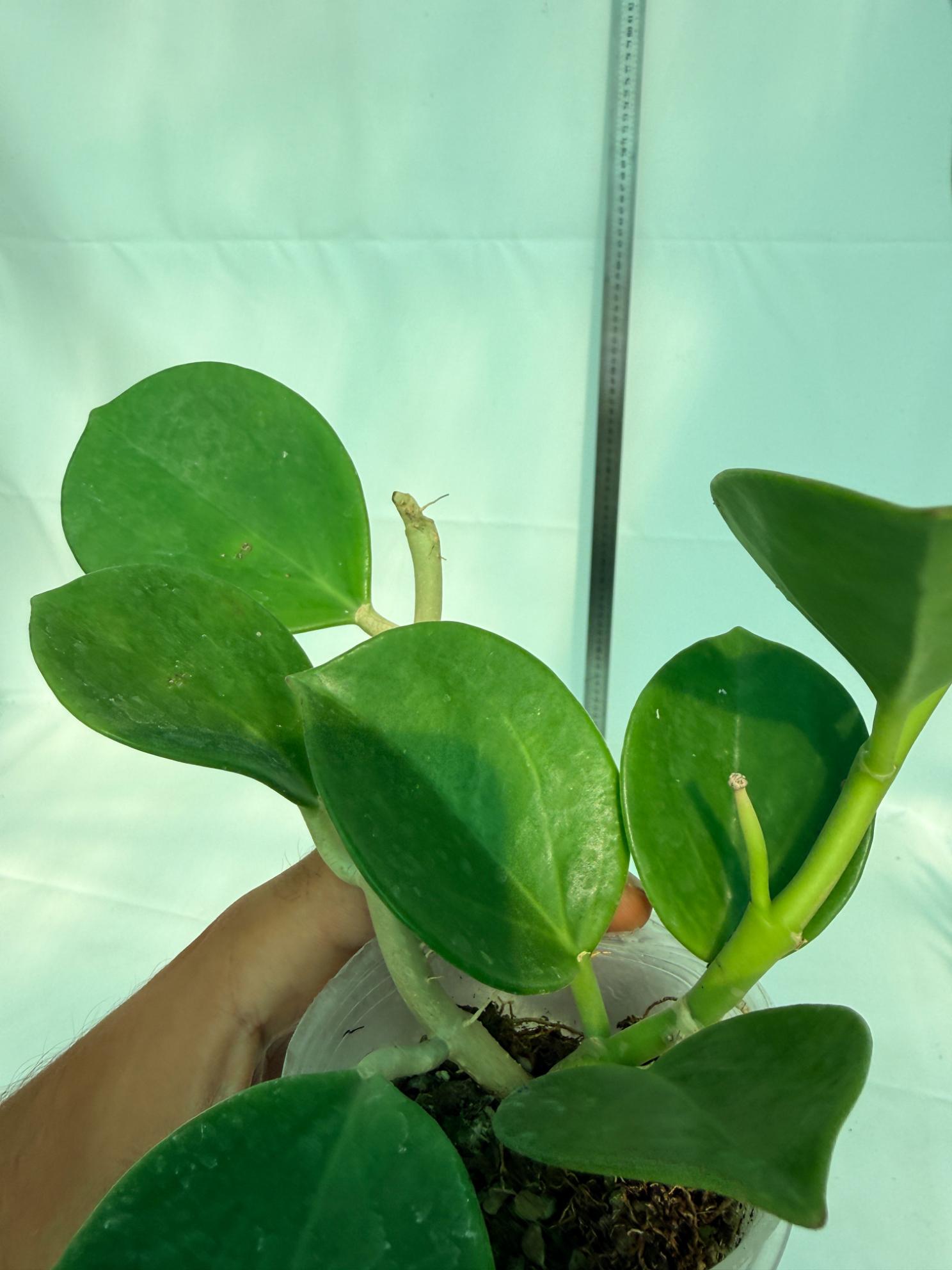 Hoya Pachyclada inner variegation 8