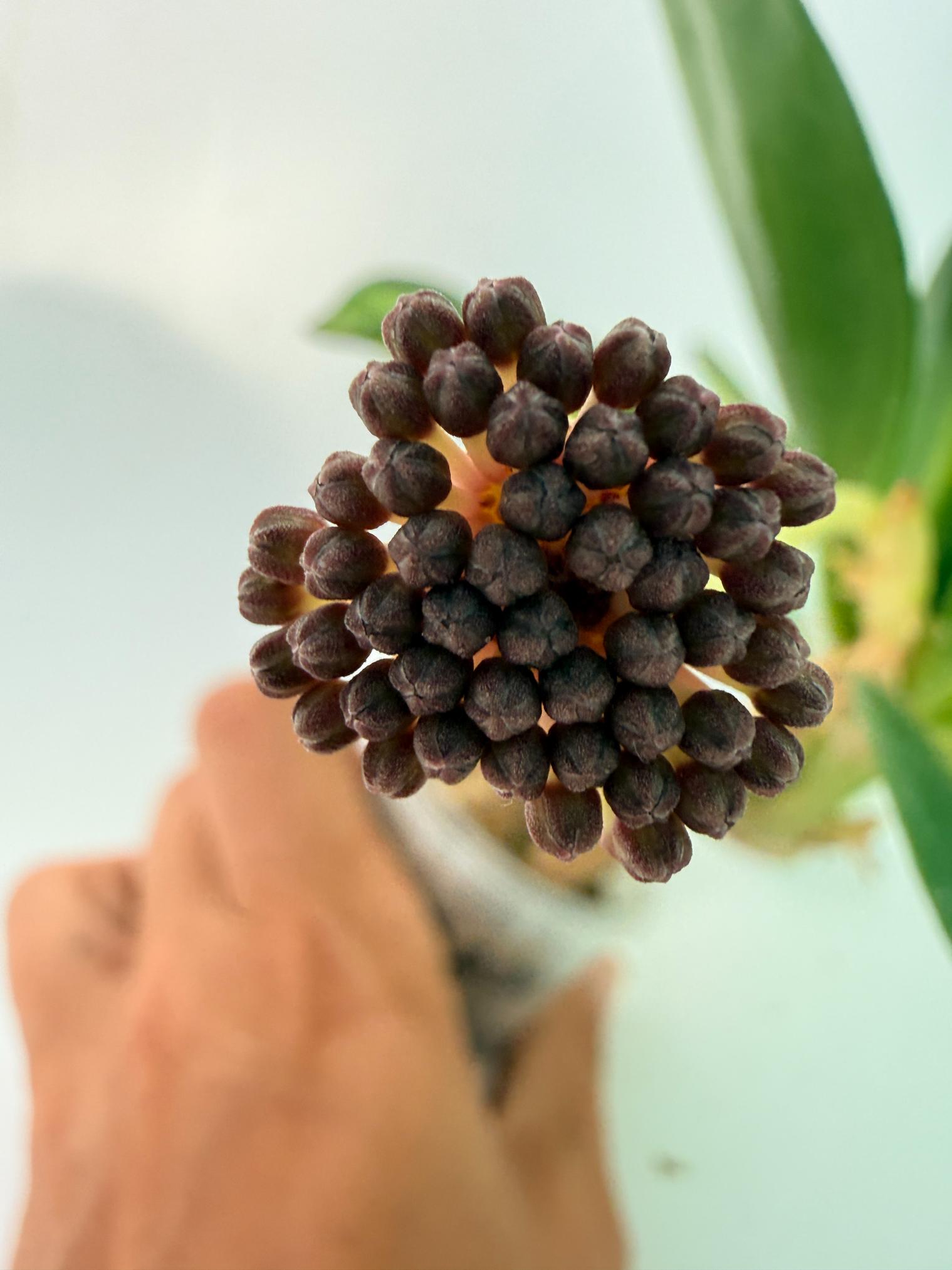 Hoya Pachyclada inner variegation WITH FLOWERS 08