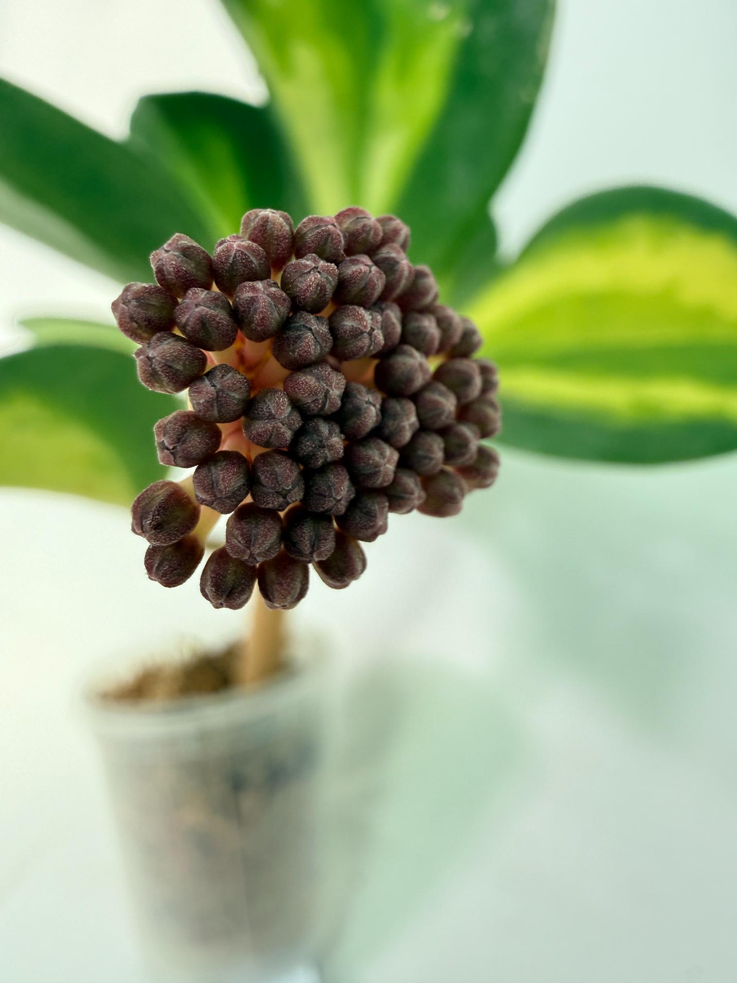 Hoya Pachyclada inner variegation WITH FLOWERS 01