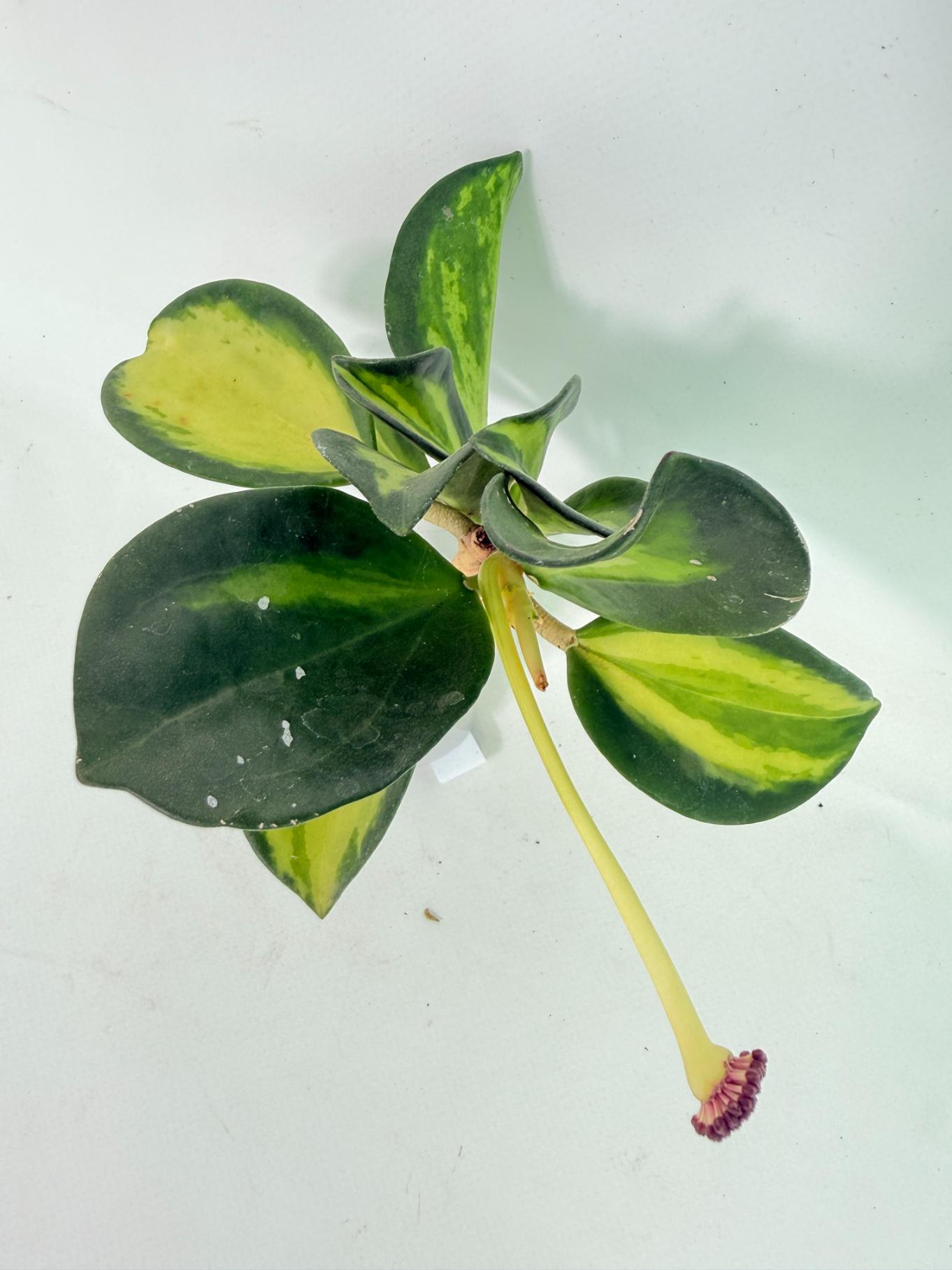 Hoya Pachyclada inner variegation WITH FLOWERS 03