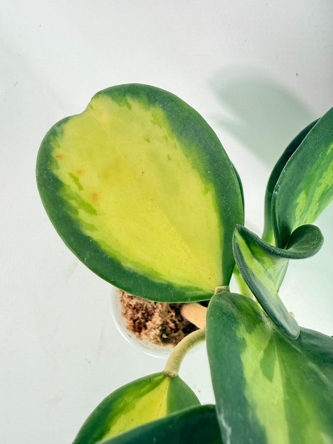 Hoya Pachyclada inner variegation WITH FLOWERS 04