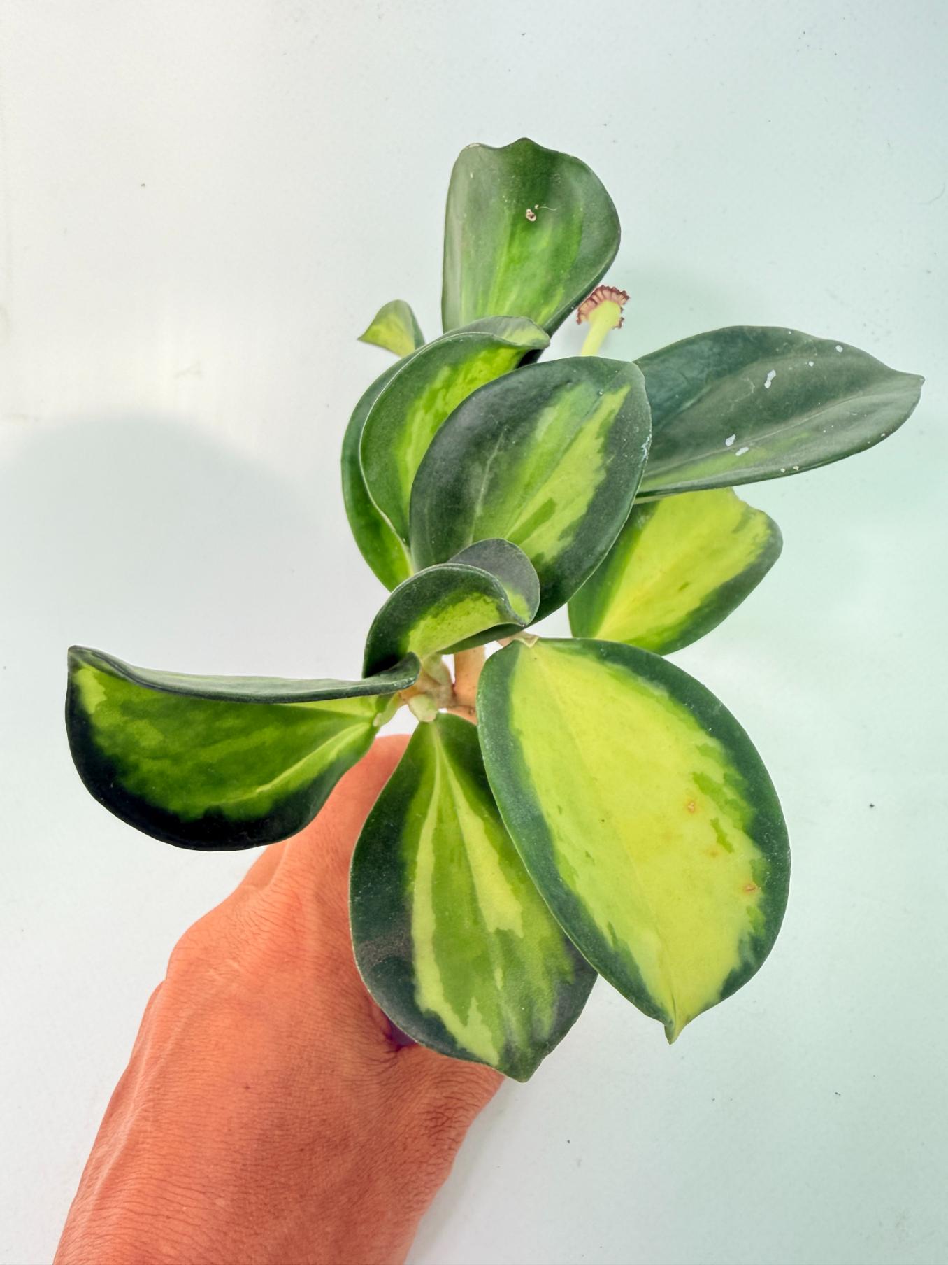 Hoya Pachyclada inner variegation WITH FLOWERS 05