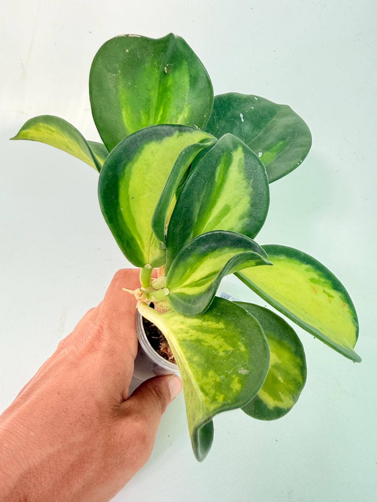 Hoya Pachyclada inner variegation WITH FLOWERS 07