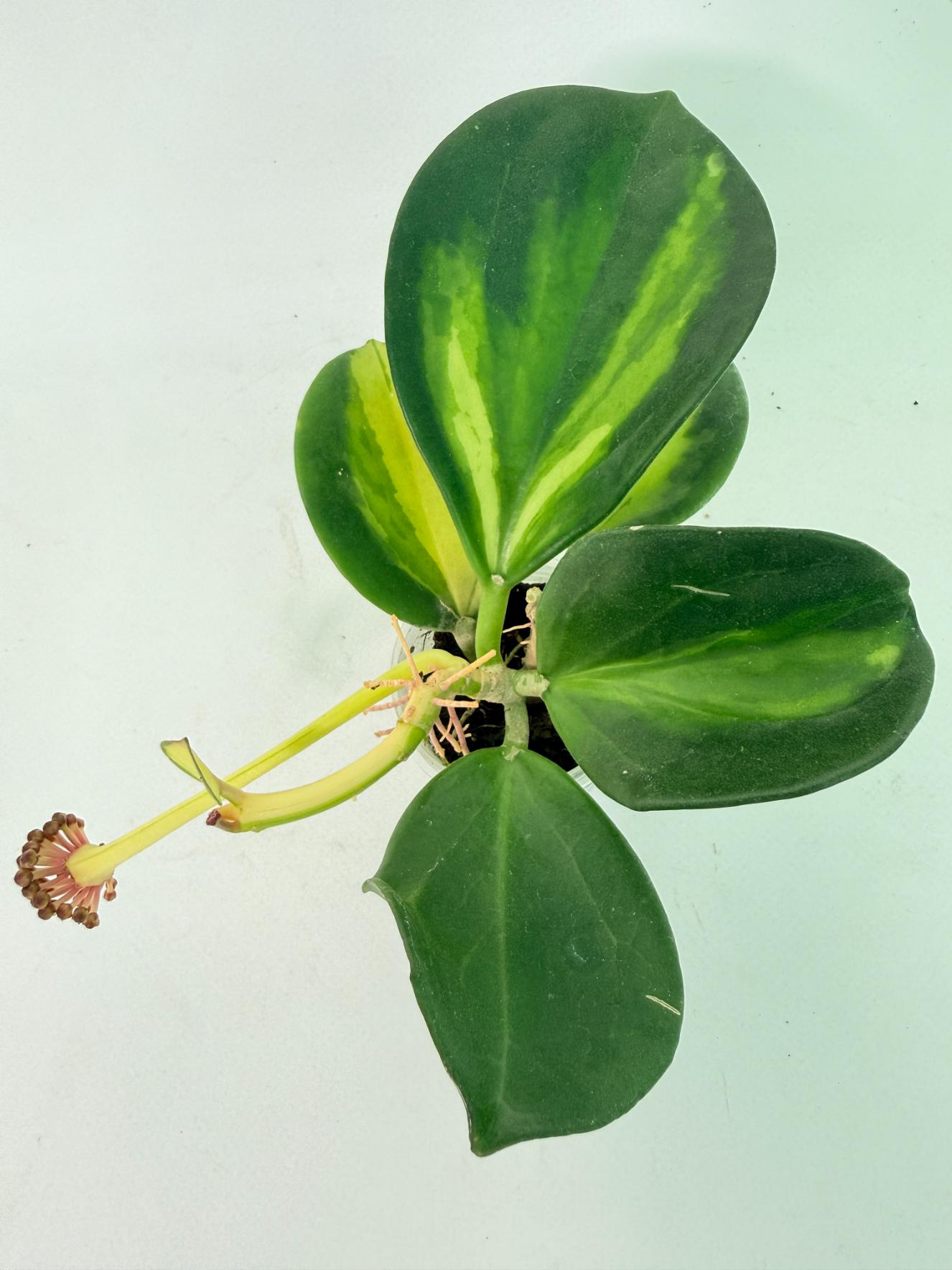 Hoya Pachyclada con variegación interna y flores