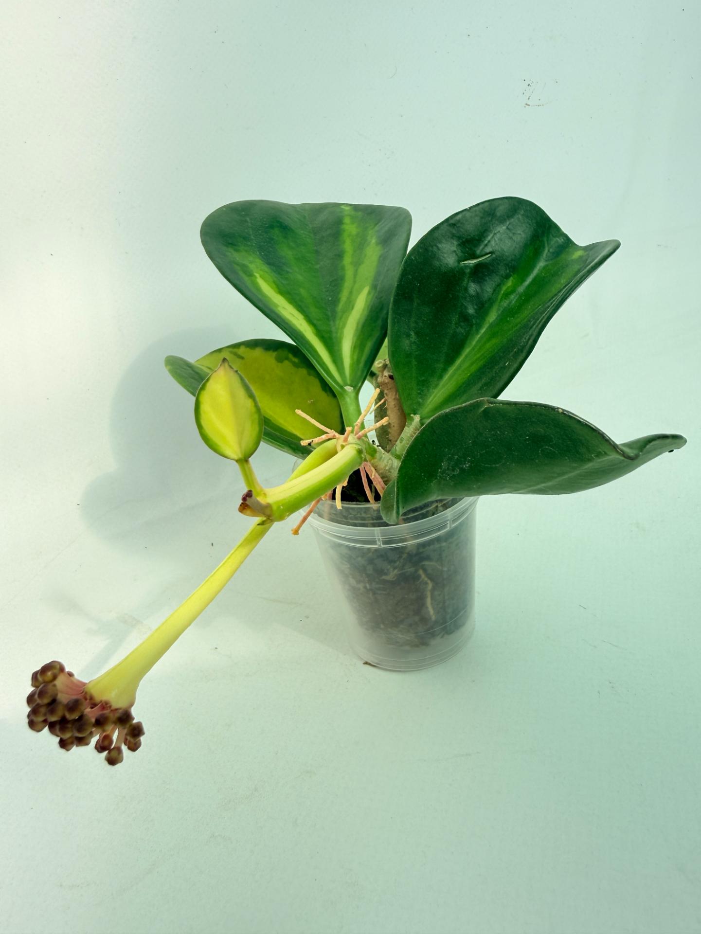 Hoya Pachyclada con variegación interna y flores