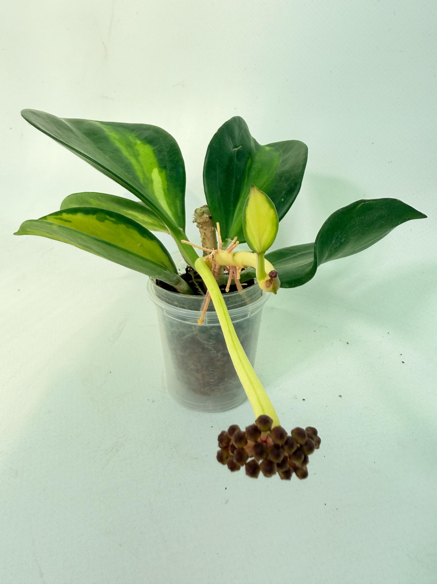 Hoya Pachyclada con variegación interna y flores