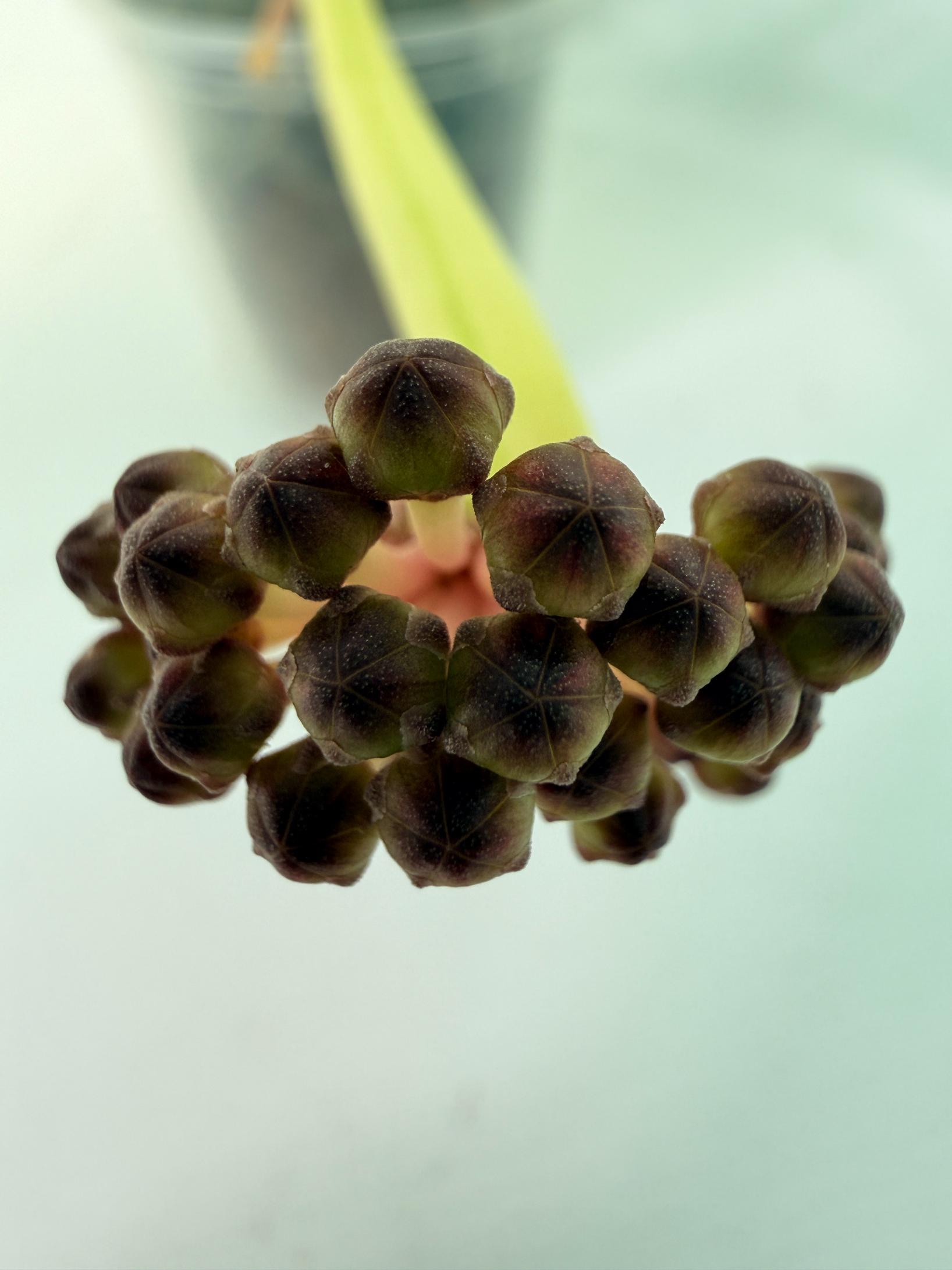 Hoya Pachyclada con variegación interna y flores