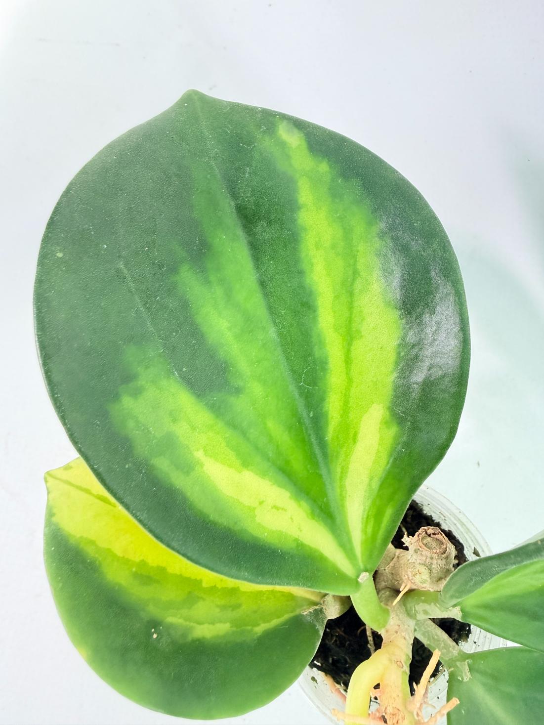 Hoya Pachyclada con variegación interna y flores