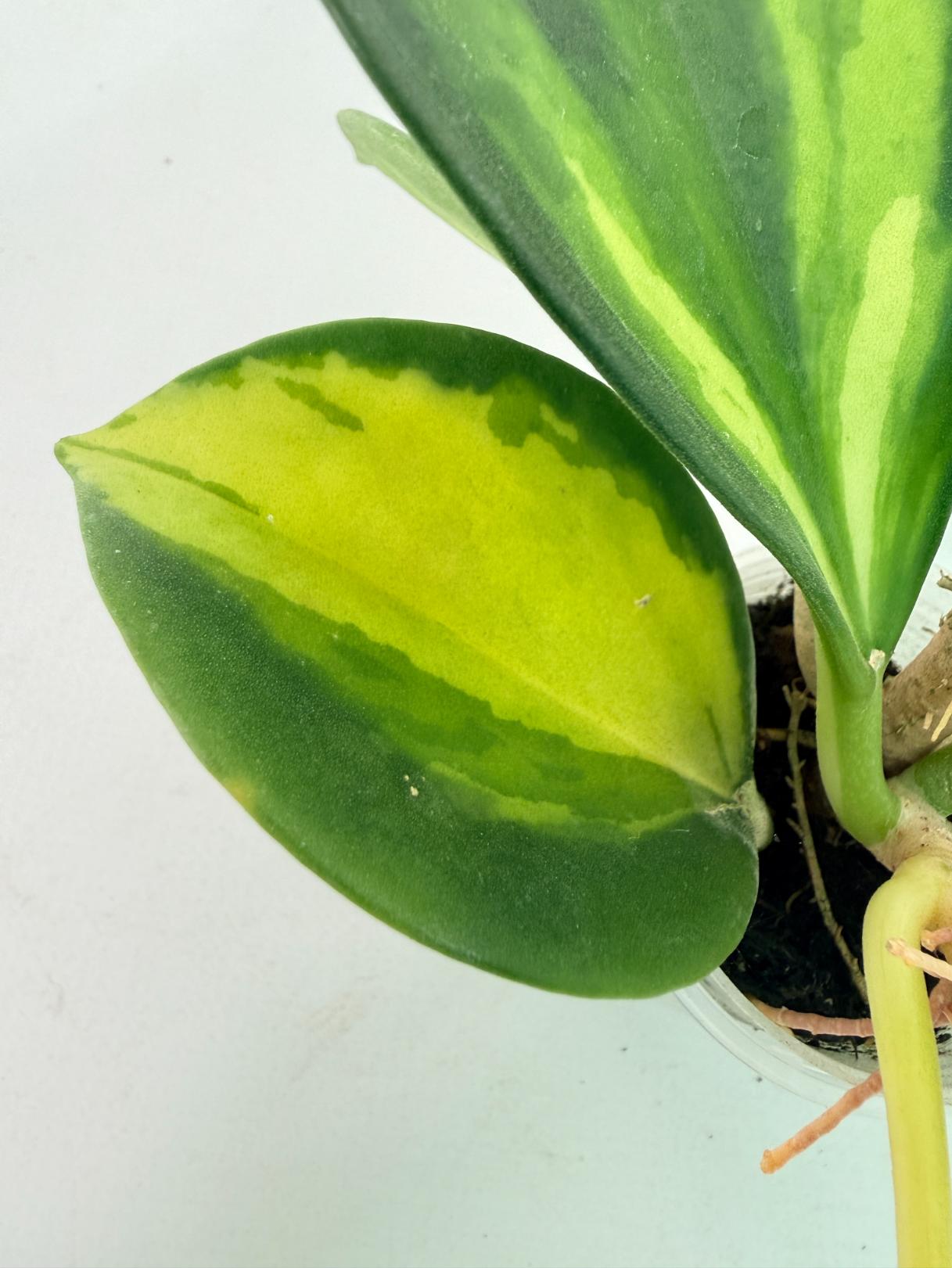 Hoya Pachyclada con variegación interna y flores