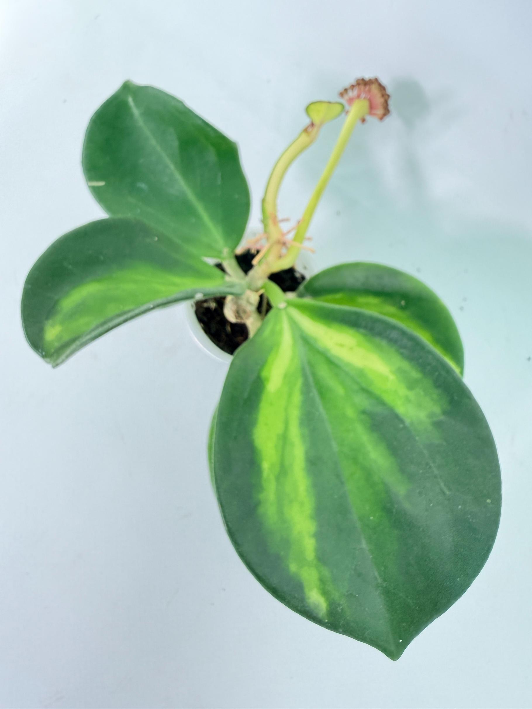 Hoya Pachyclada con variegación interna y flores