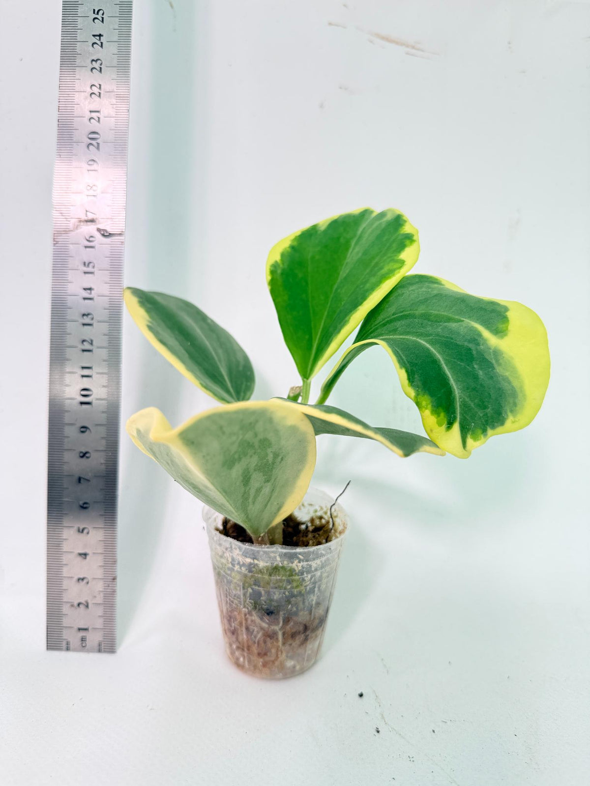 Hoya Pachyclada Variegata 2