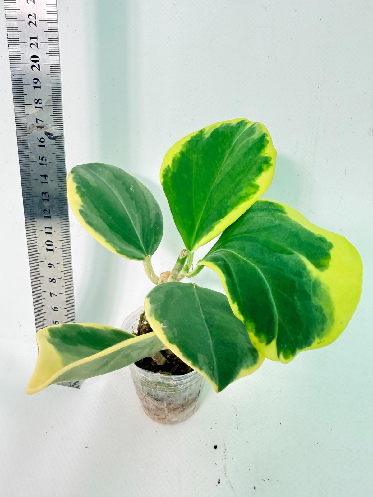 Hoya Pachyclada Variegata 4