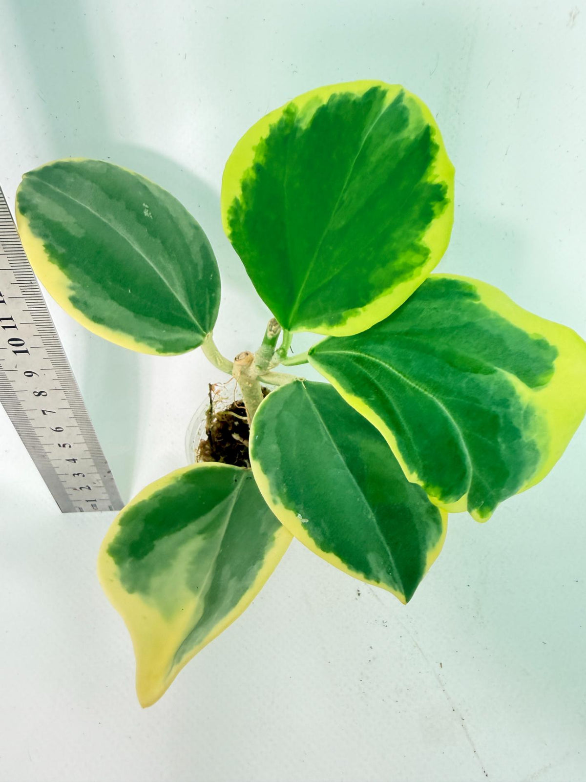 Hoya Pachyclada Variegata 5