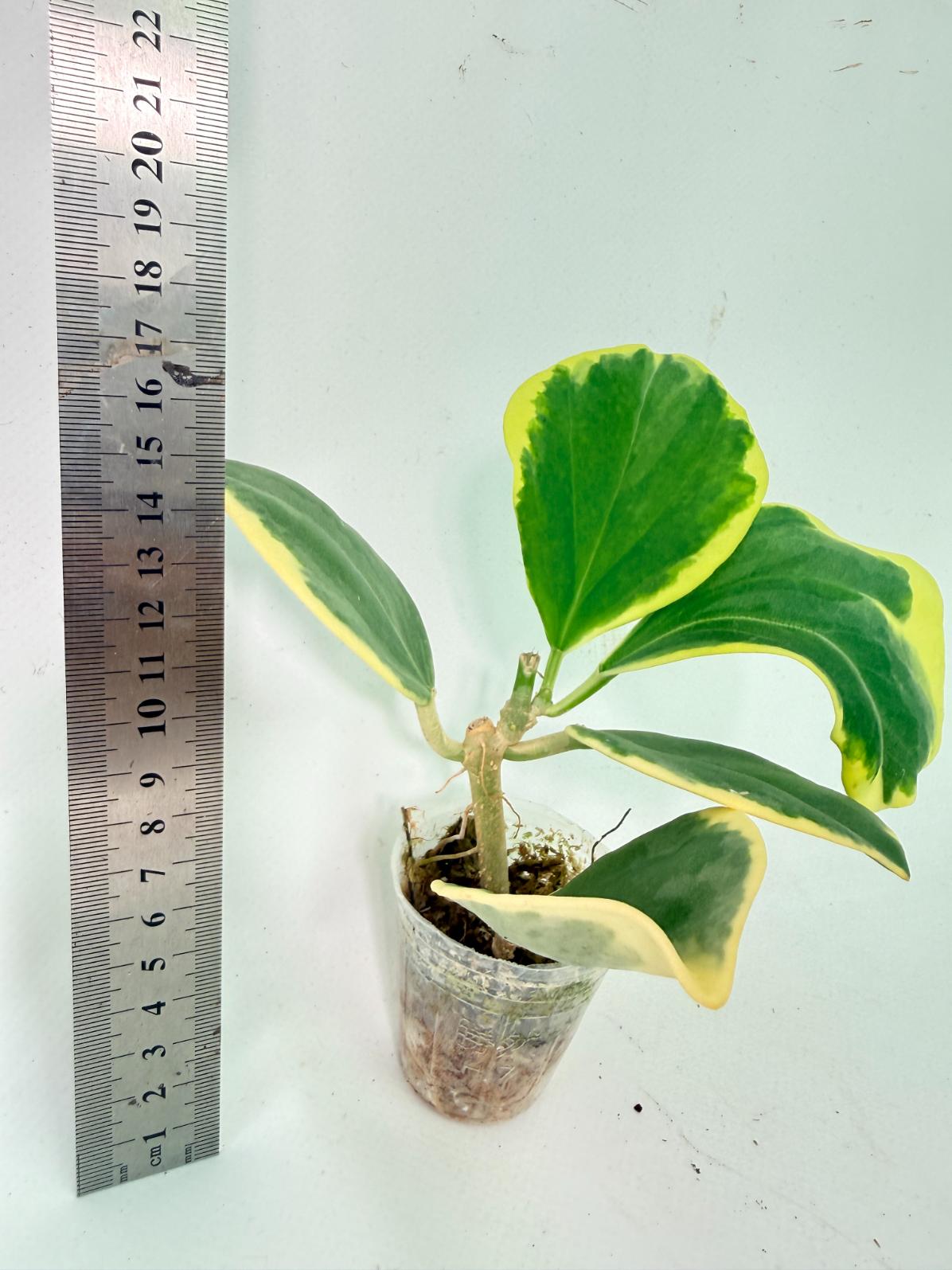 Hoya Pachyclada Variegata 6