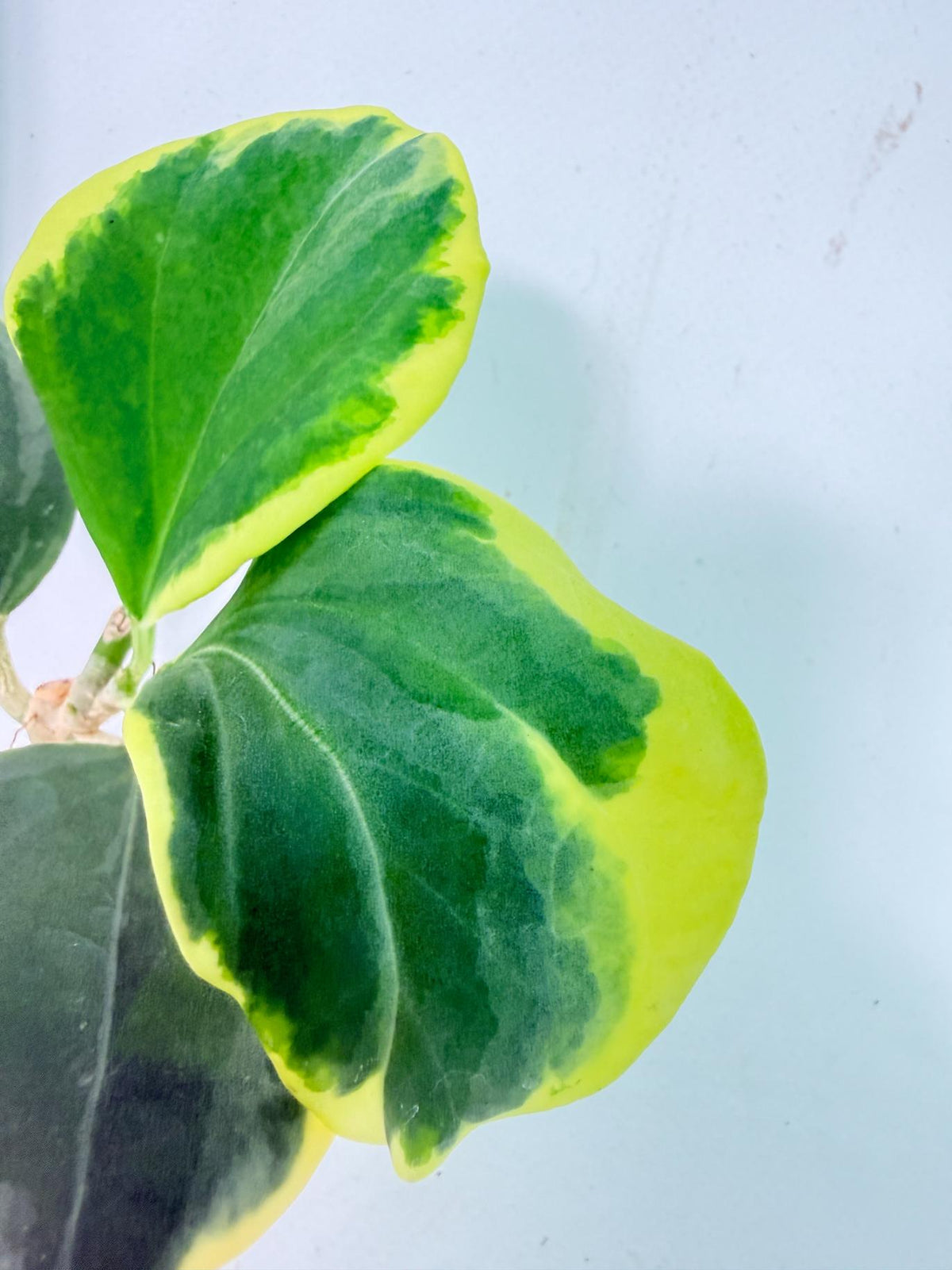 Hoya Pachyclada Variegata 7
