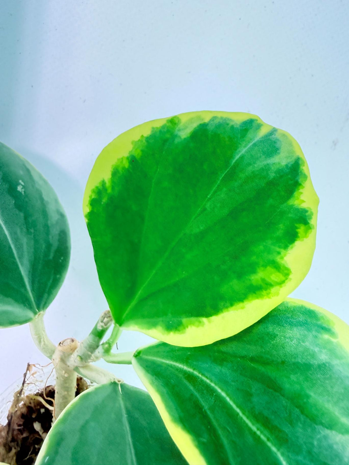 Hoya Pachyclada Variegata 1