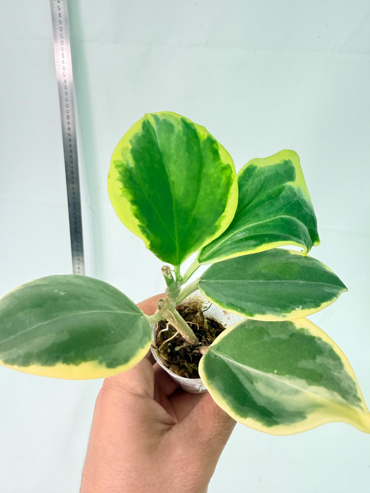 Hoya Pachyclada Variegata 8