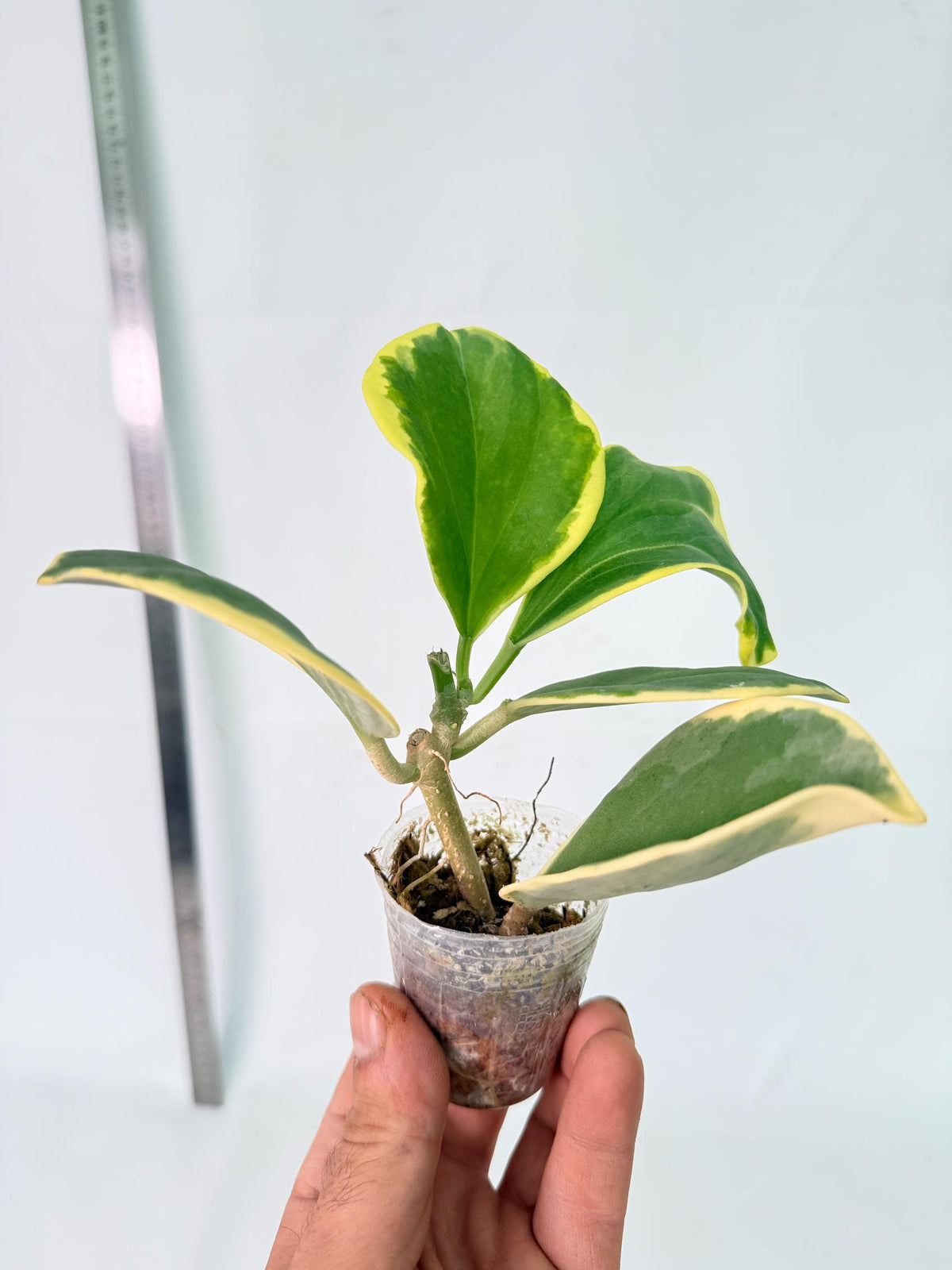 Hoya Pachyclada Variegata 9