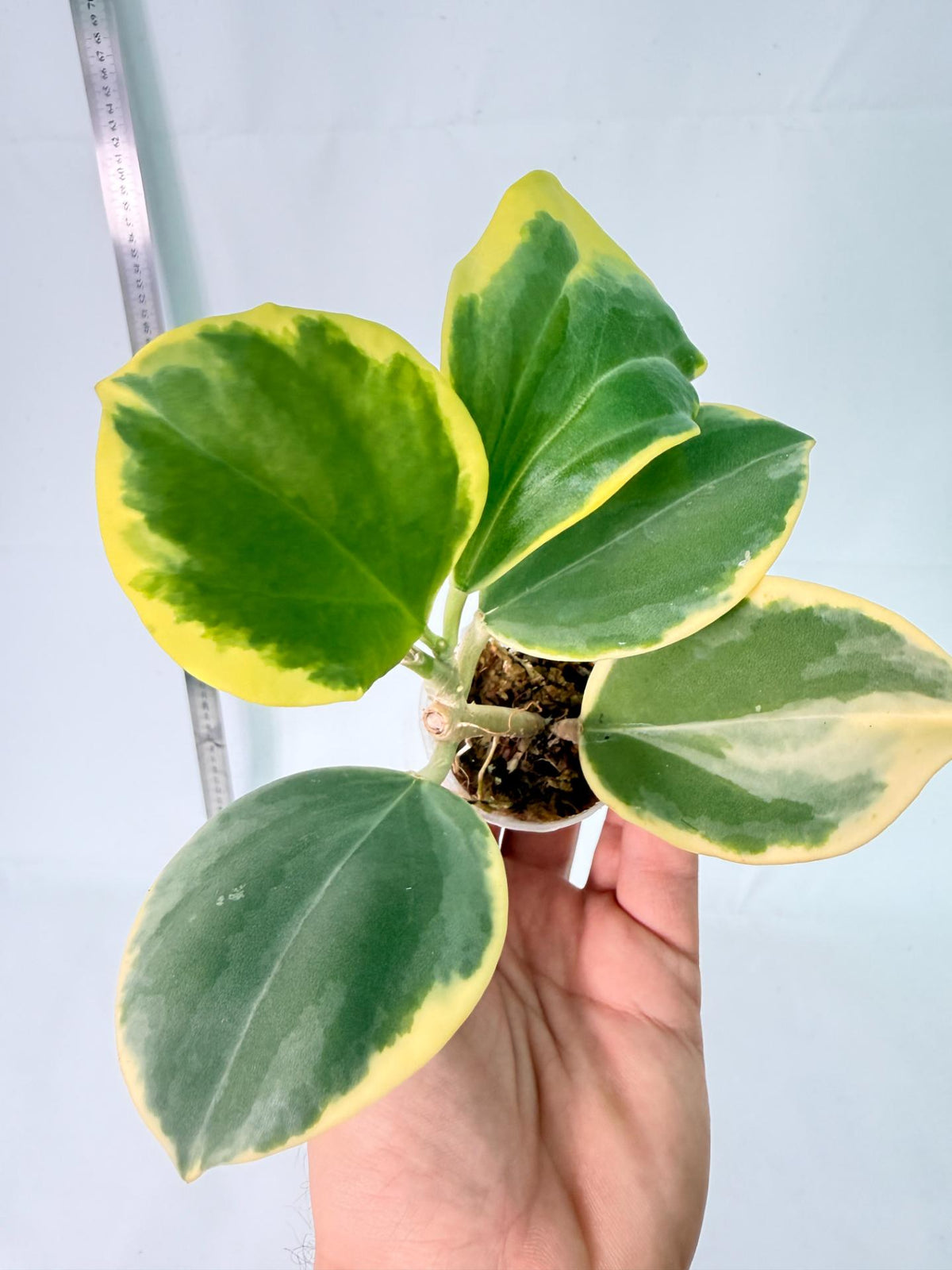 Hoya Pachyclada Variegata 3 