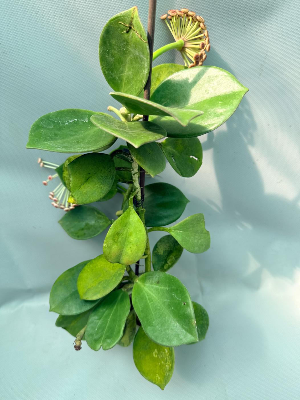 Hoya Pachyclada with flowers 2