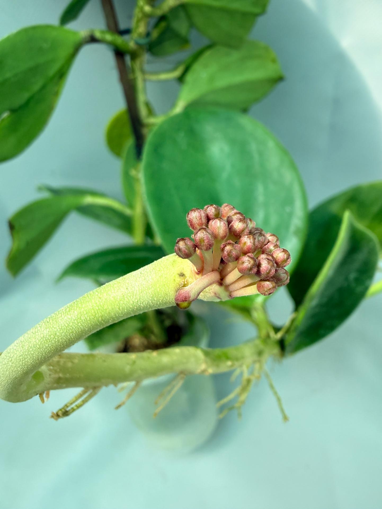 Hoya Pachyclada with flowers 8