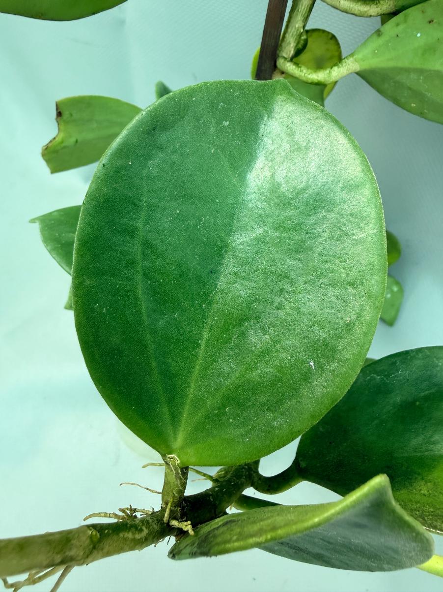 Hoya Pachyclada with flowers 9