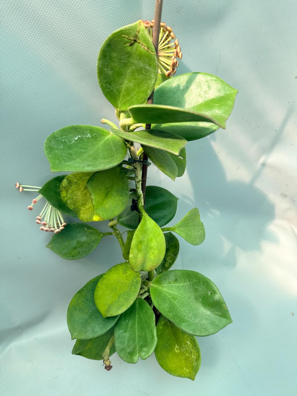 Hoya Pachyclada with flowers 3