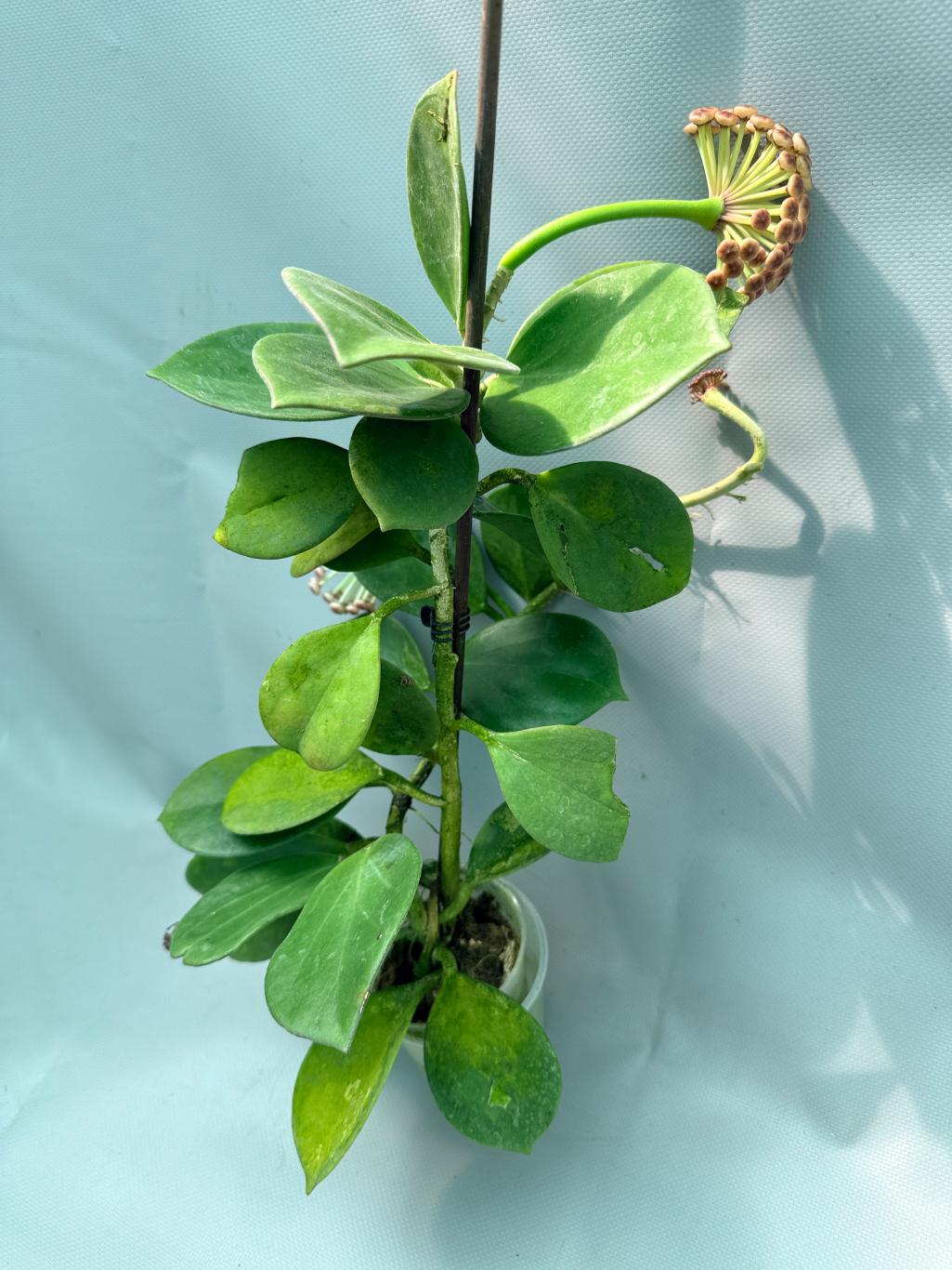 Hoya Pachyclada with flowers 5
