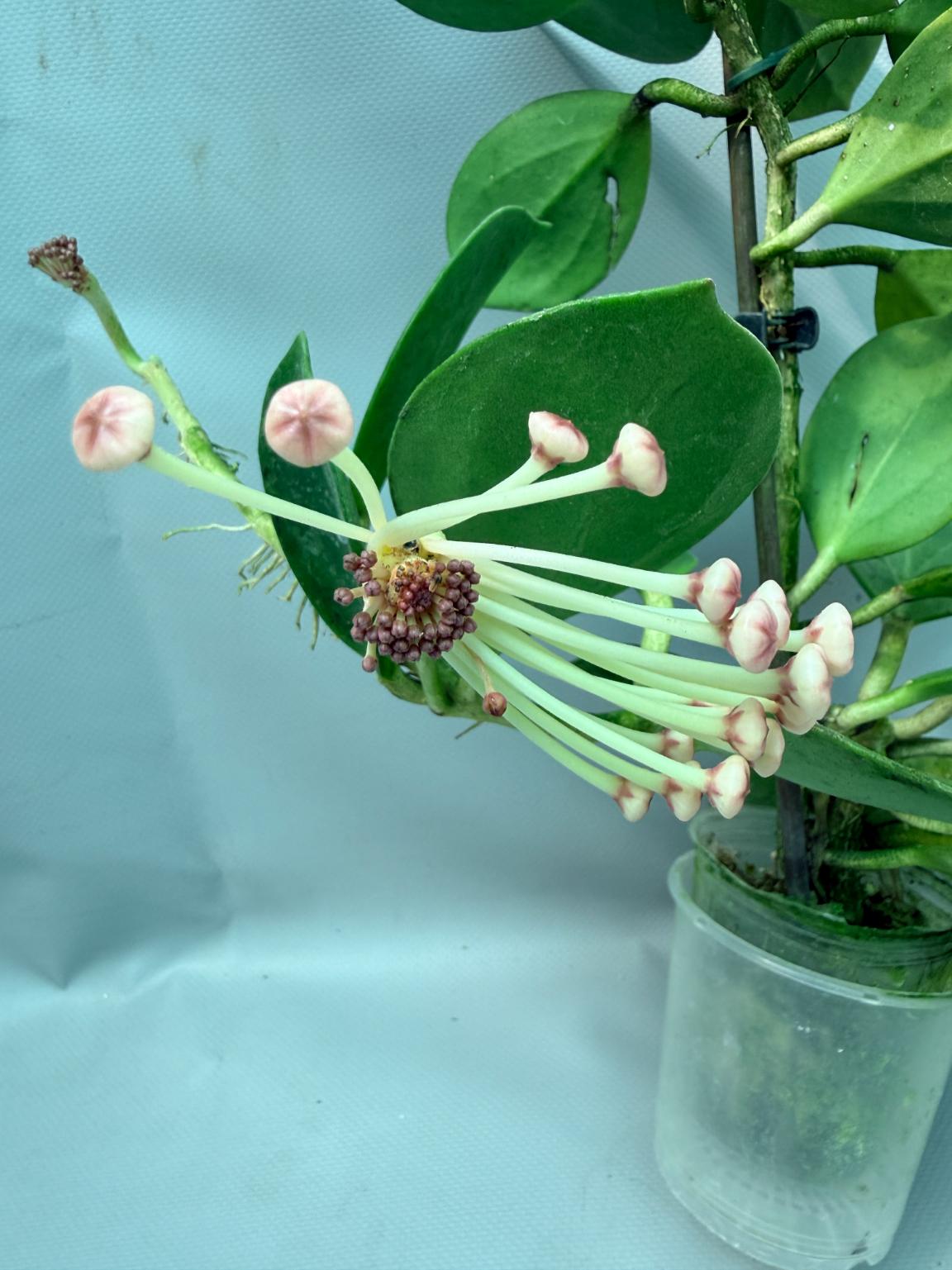 Hoya Pachyclada with flowers 6