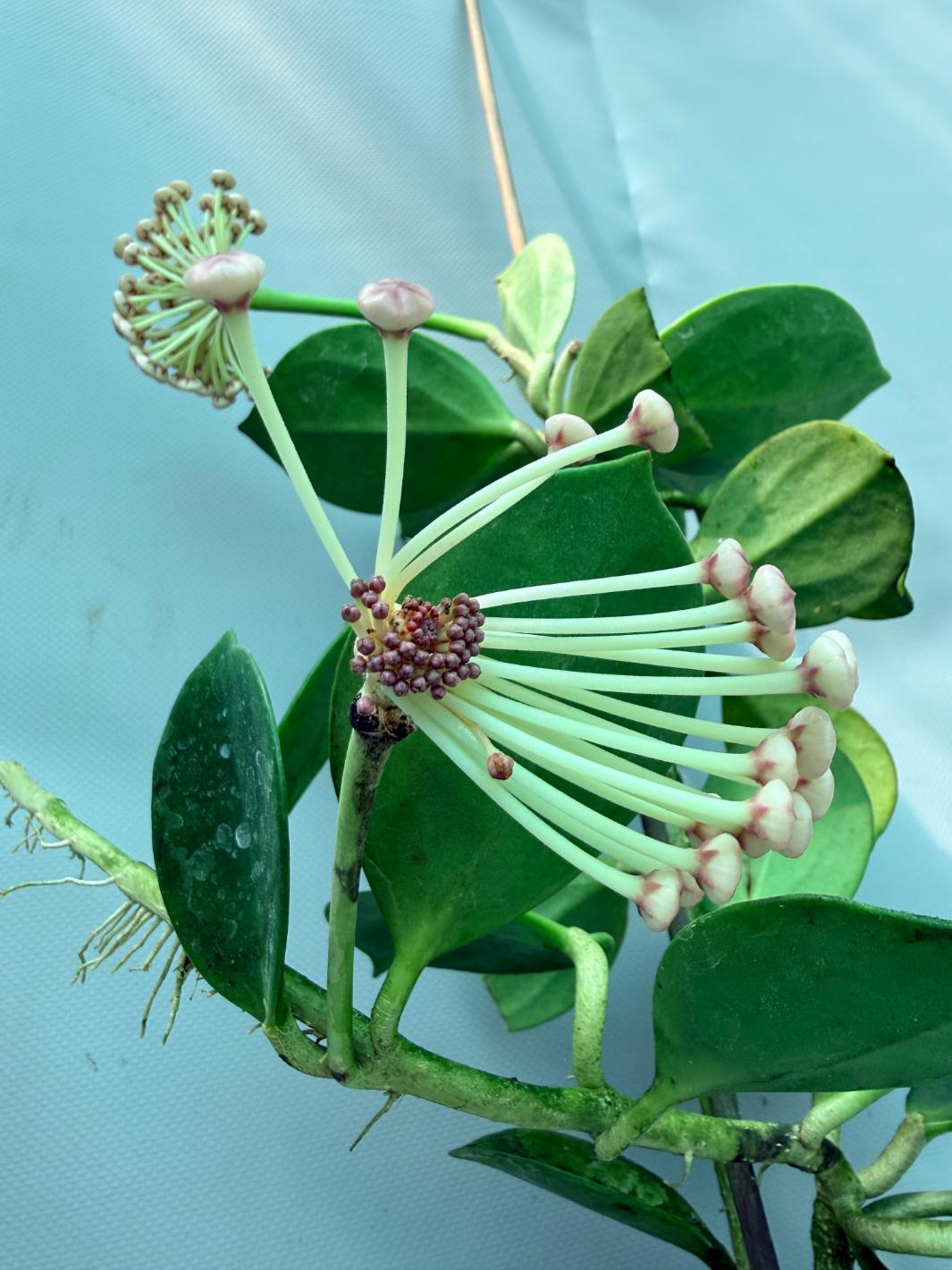 Hoya Pachyclada with flowers 7