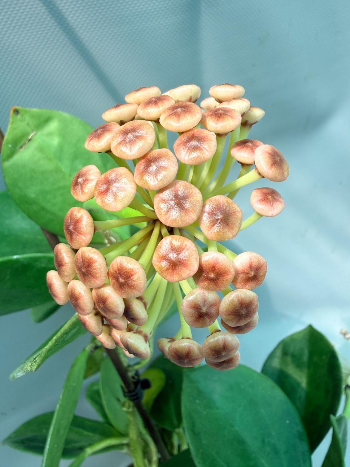 Hoya Pachyclada with flowers 1