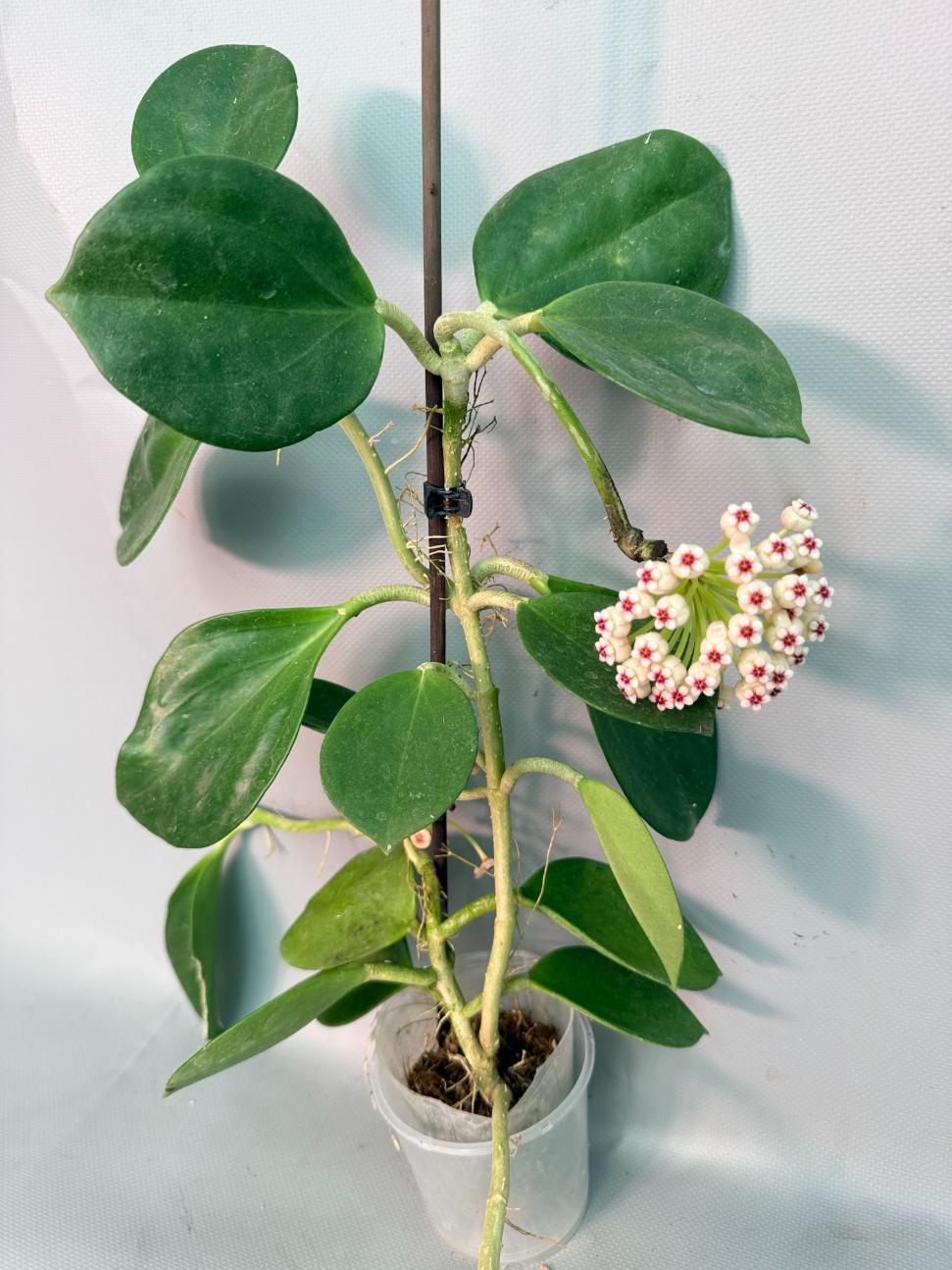 Hoya Pachyclada with flowers 01