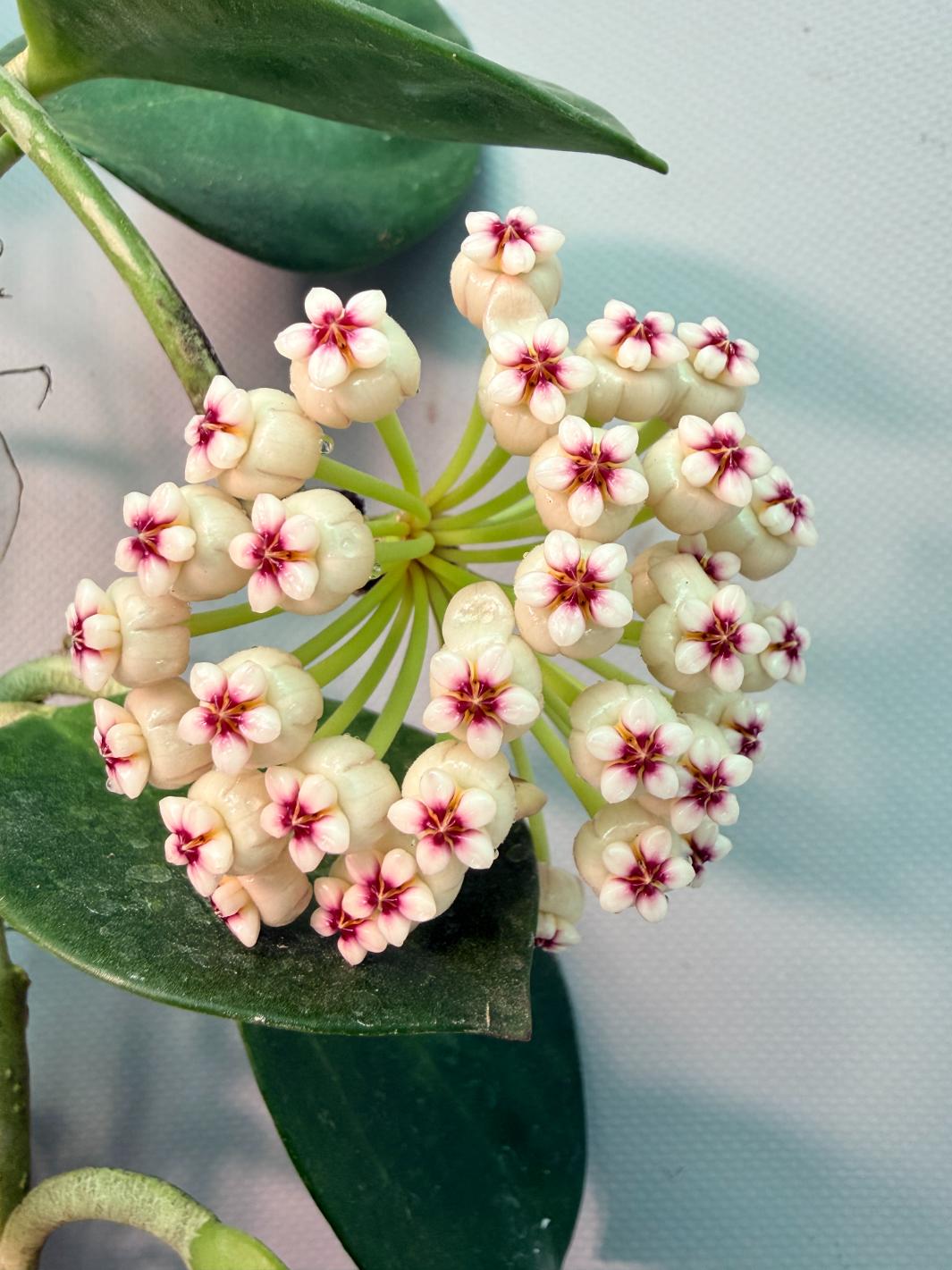 Hoya Pachyclada with flowers 03