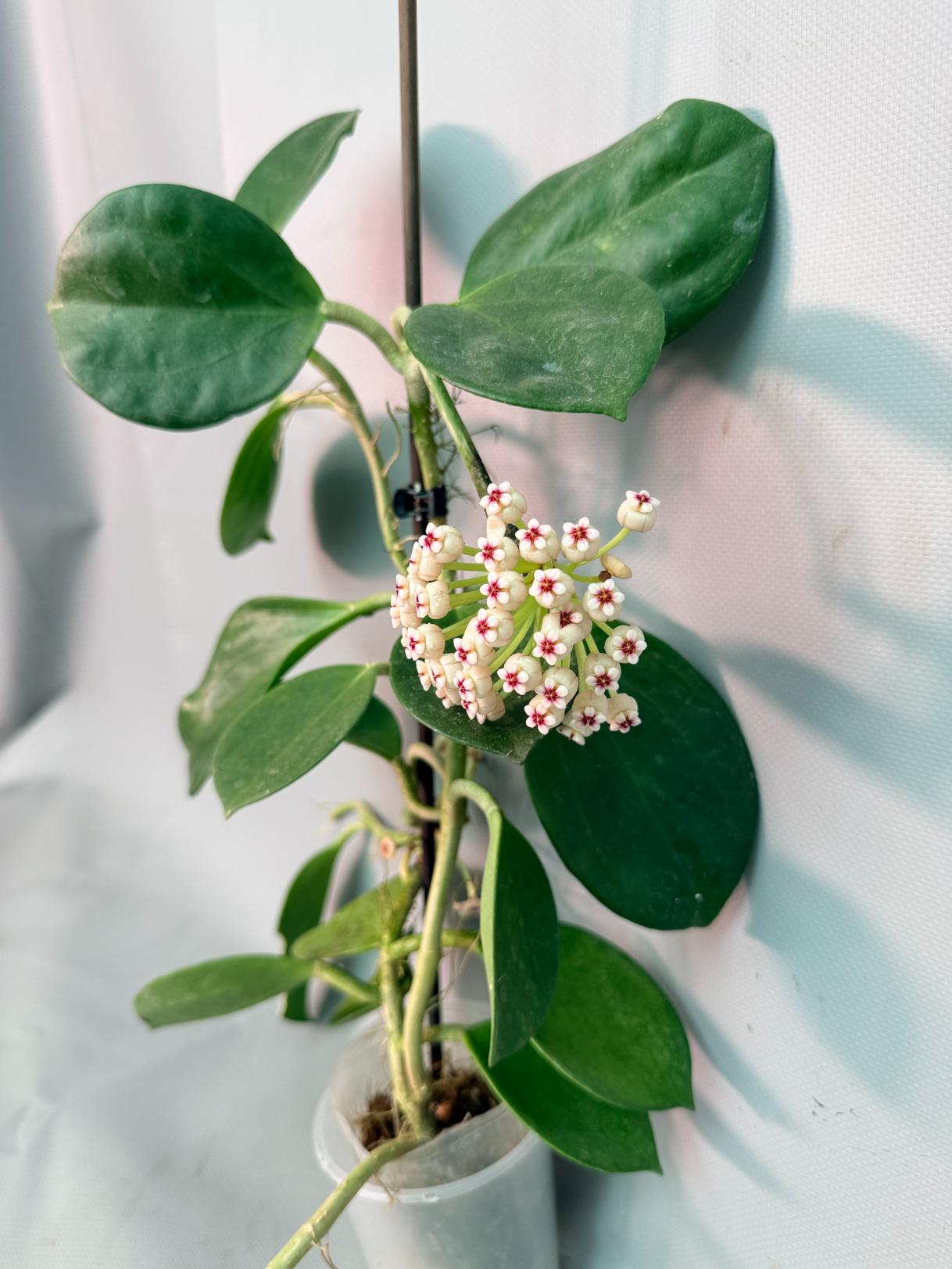 Hoya Pachyclada with flowers 04