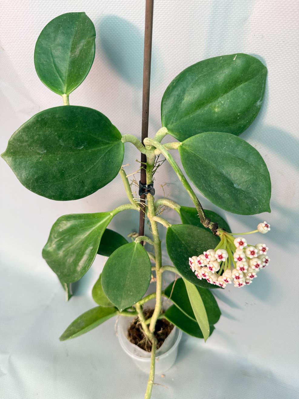 Hoya Pachyclada with flowers 05