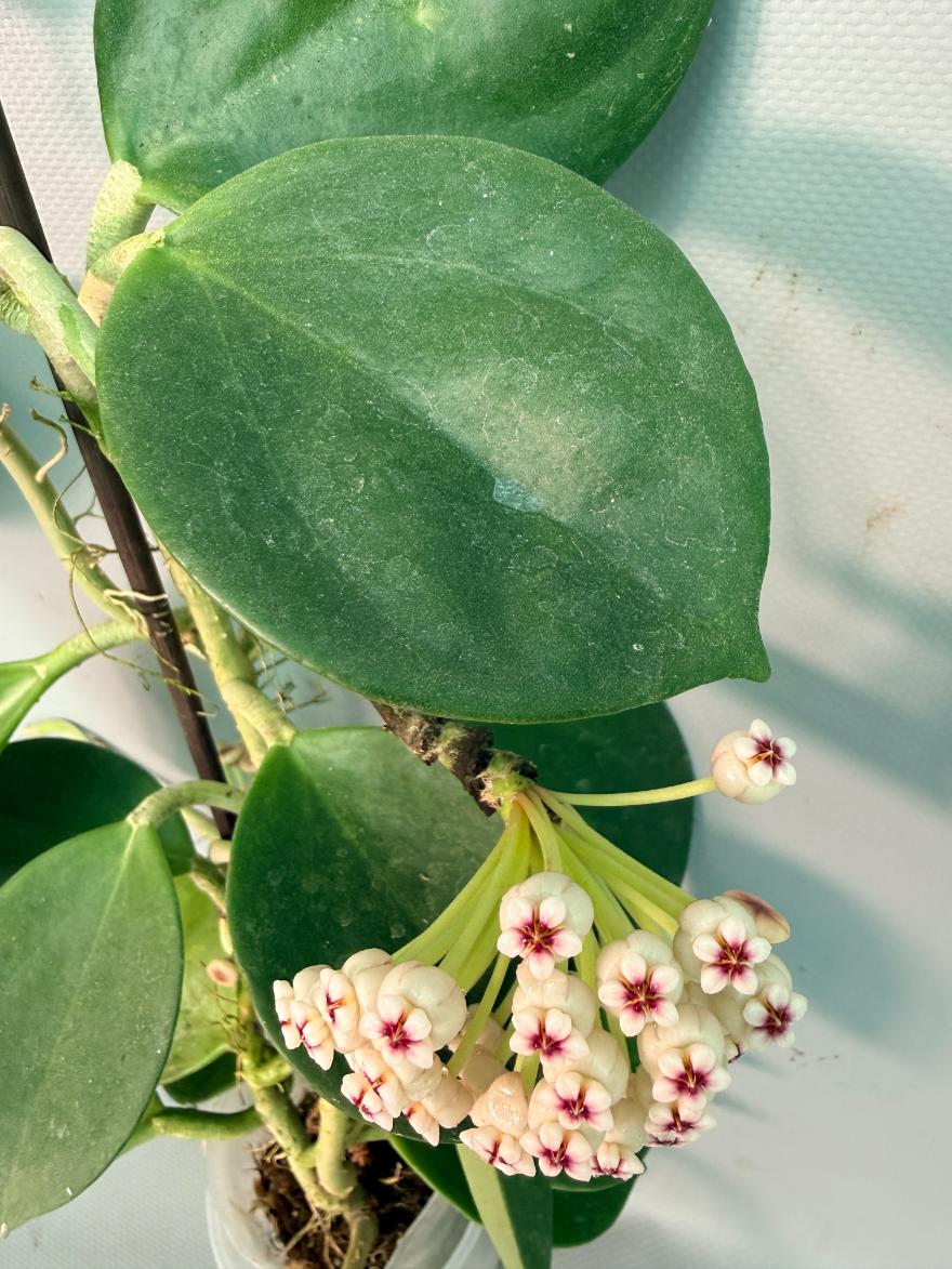 Hoya Pachyclada with flowers 06