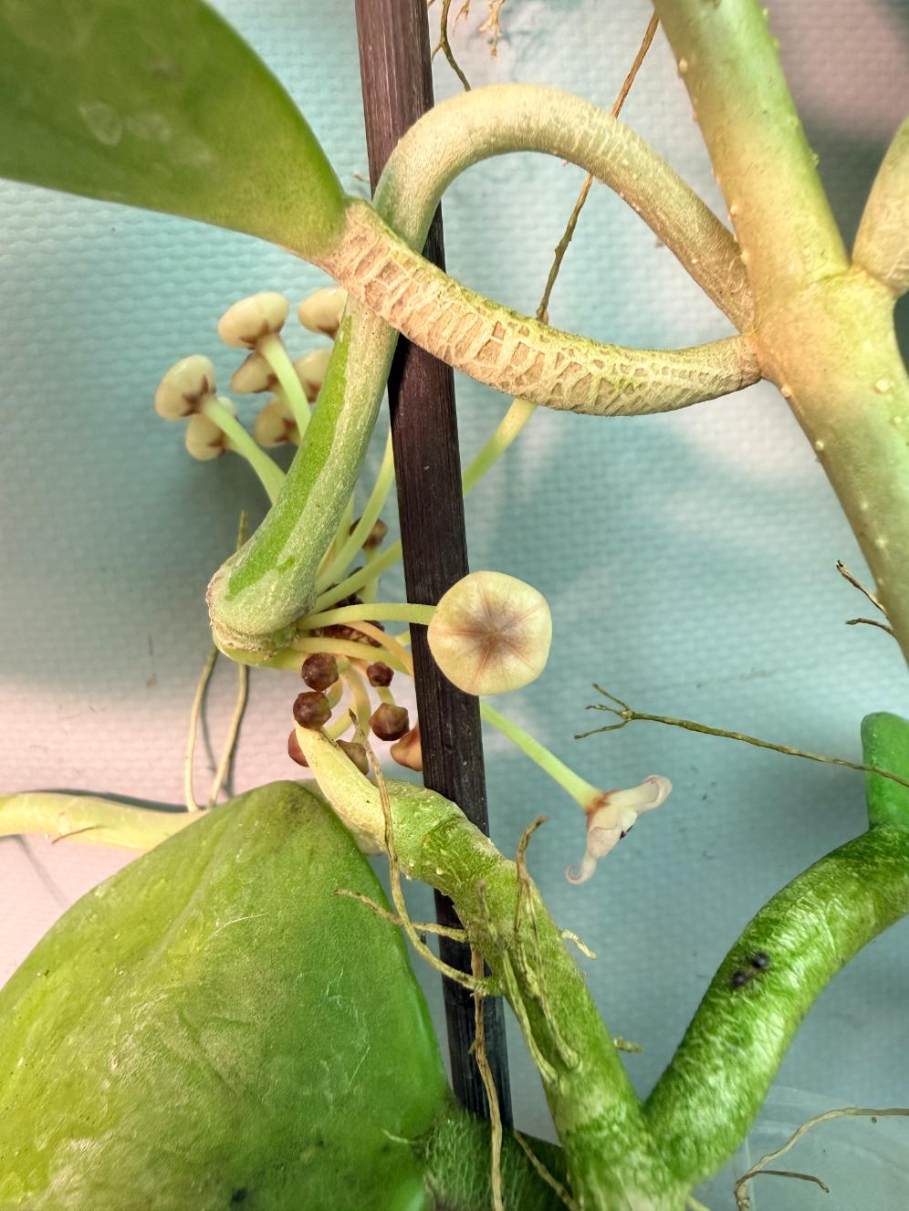Hoya Pachyclada with flowers 07