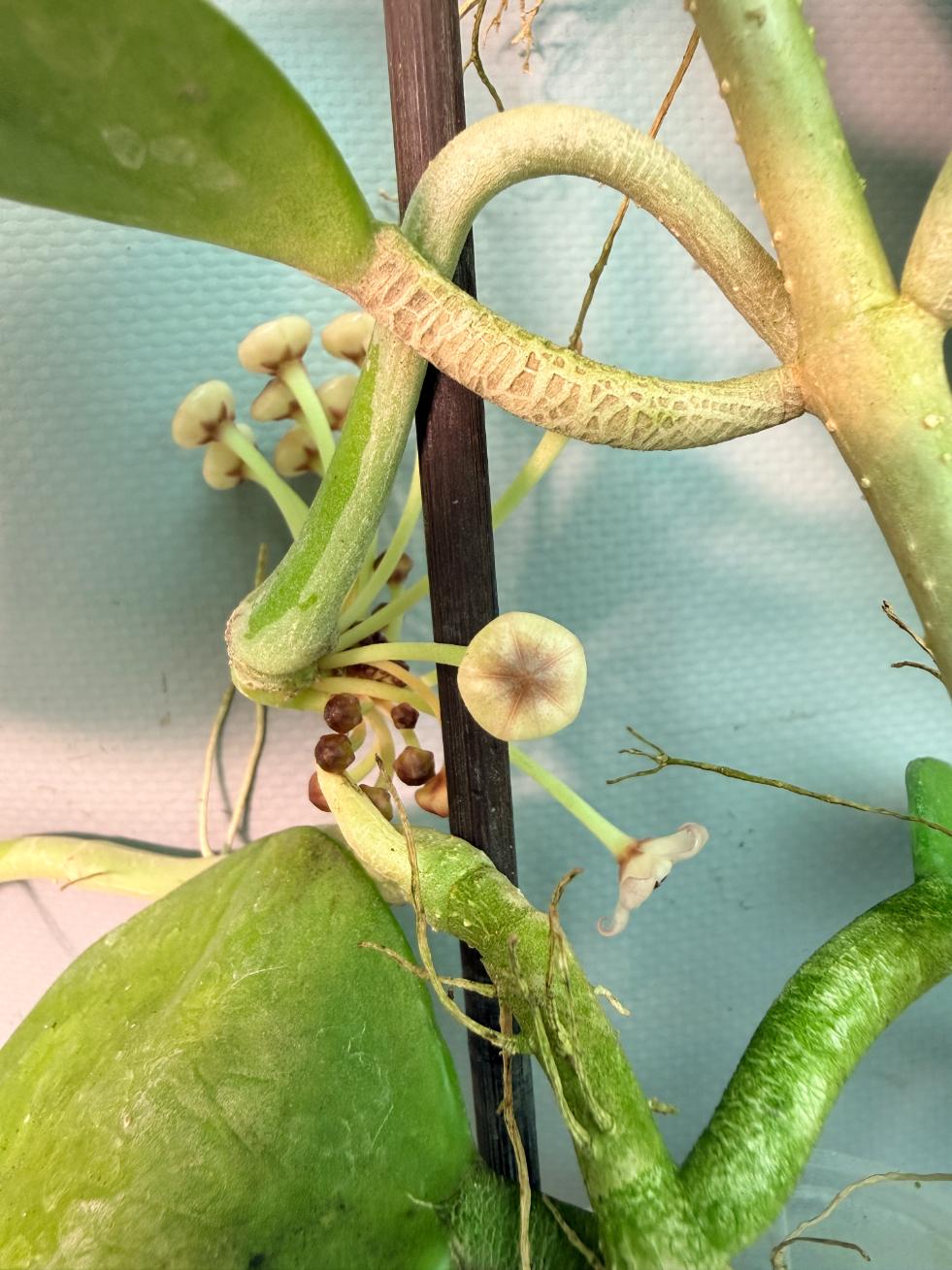 Hoya Pachyclada with flowers 08
