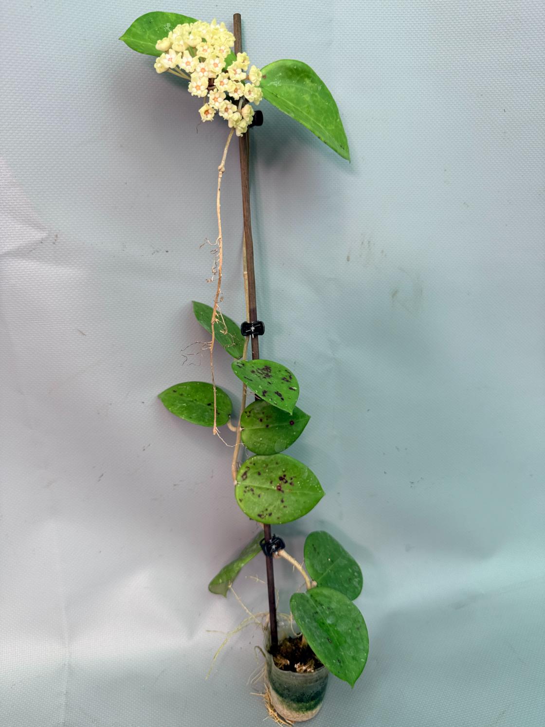 Hoya Pachyclada with flowers 07