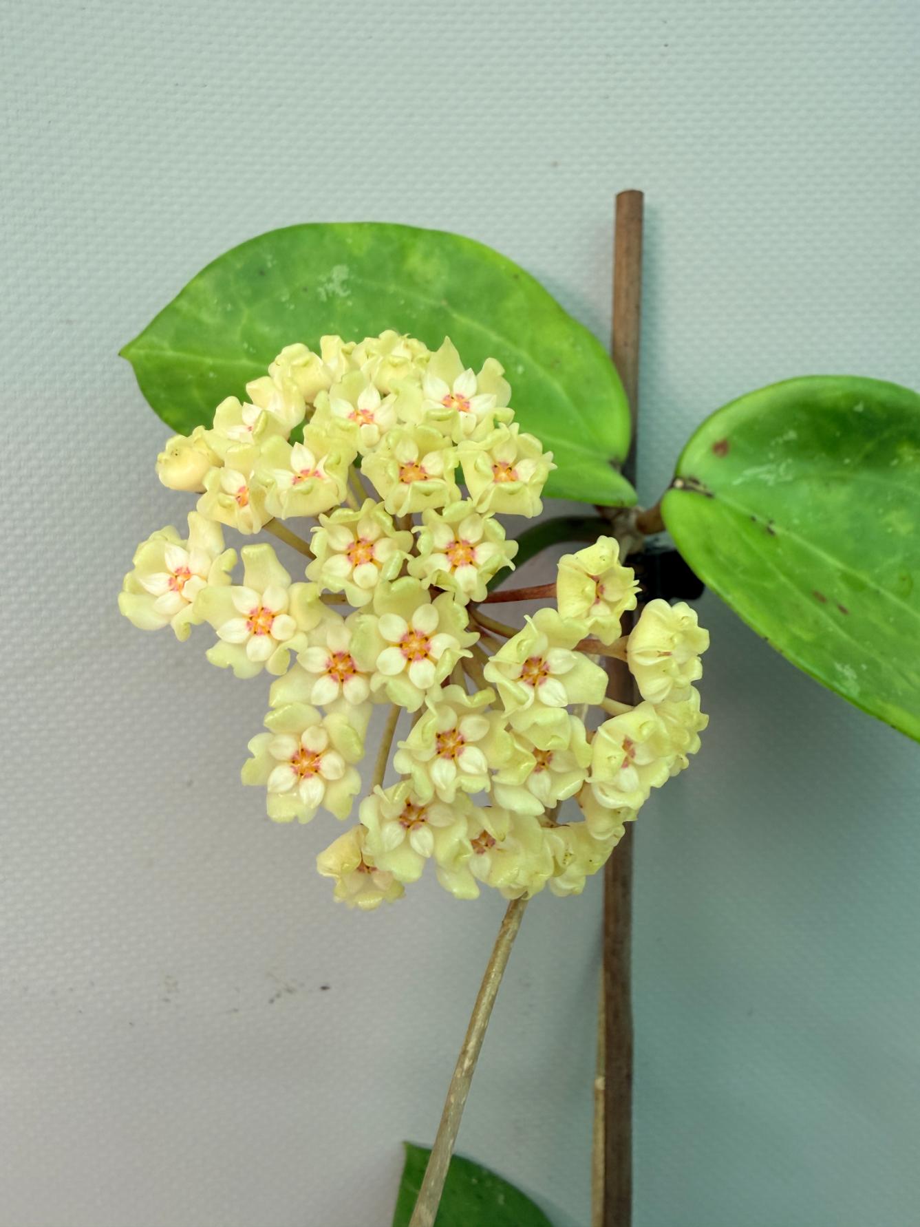 Hoya Pachyclada with flowers 08