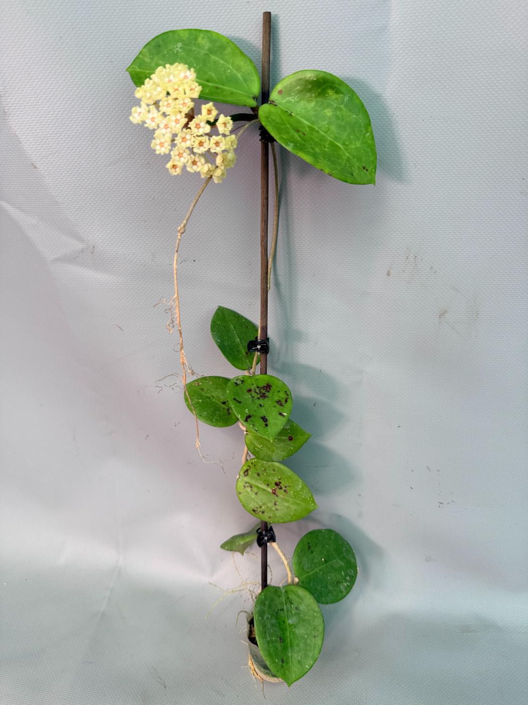 Hoya Pachyclada with flowers 01